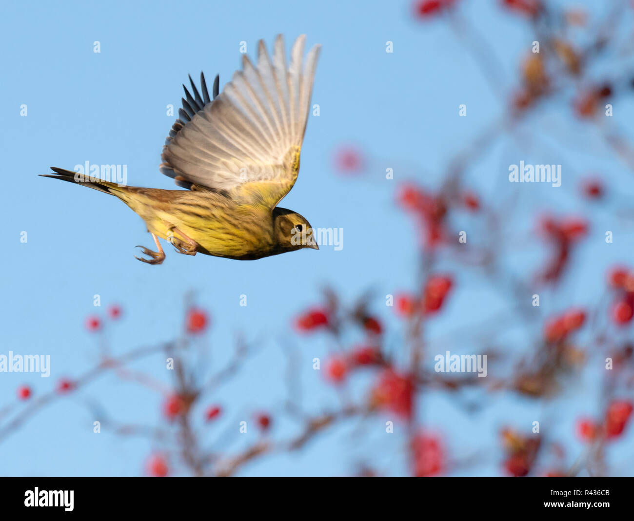 A Yellowhammer (Emberiza citrinella) in flight amongst red Hawthorn berries, Norfolk Stock Photo