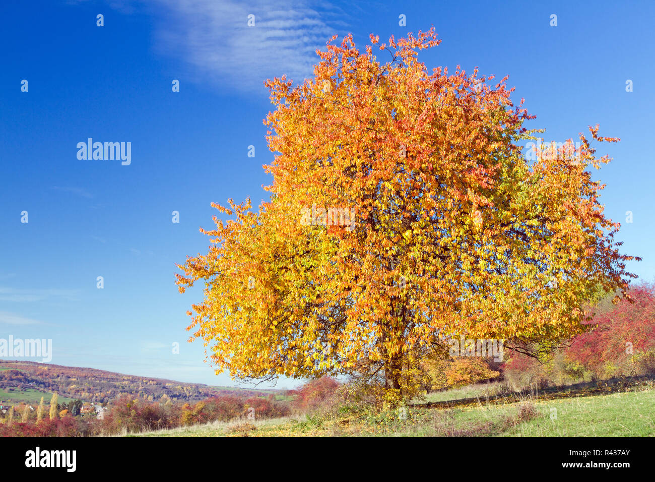 wild cherry in bliesgau with autumn colors Stock Photo