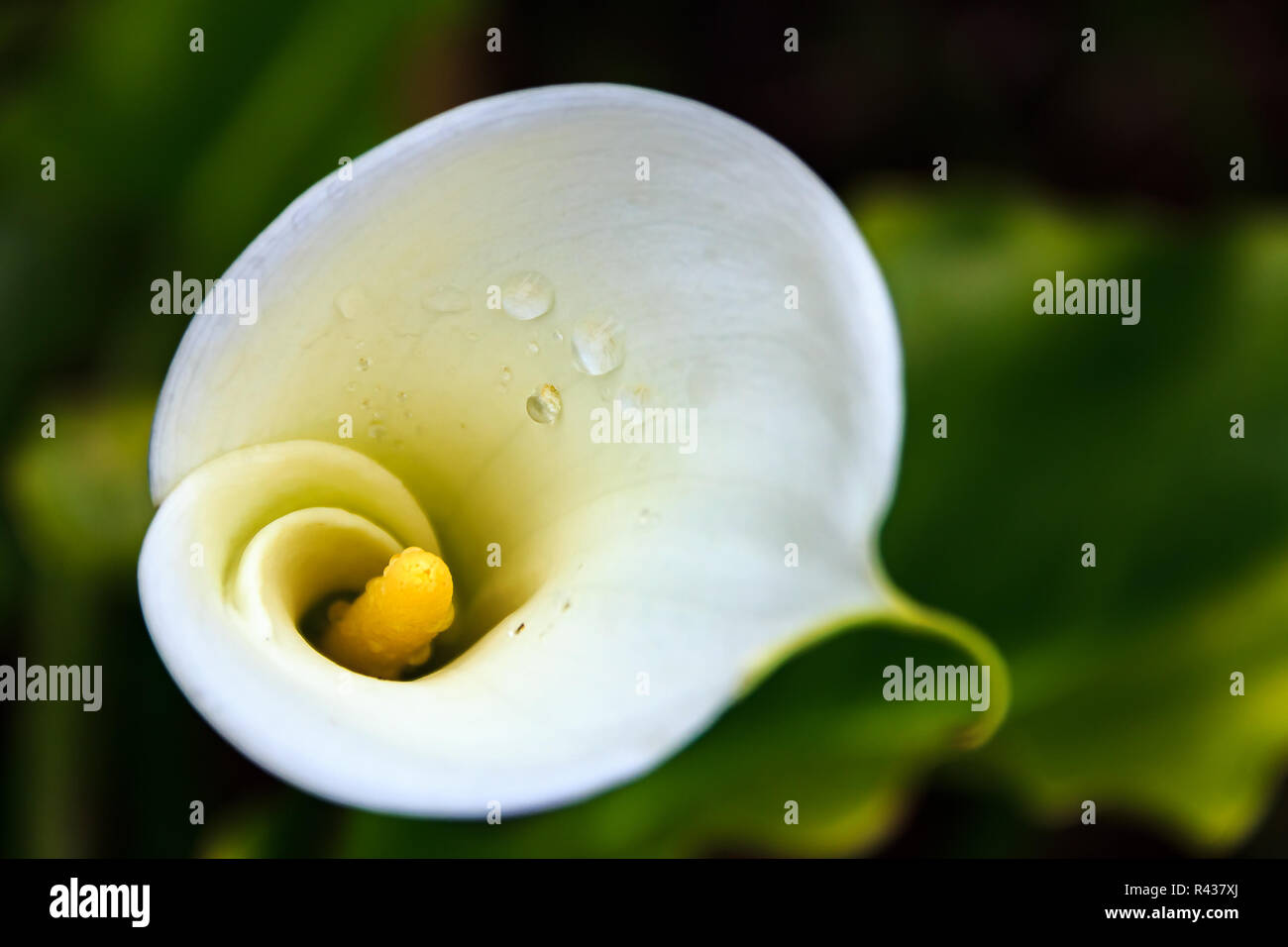 White calla lily after the rain with water droplets on the flower Stock ...