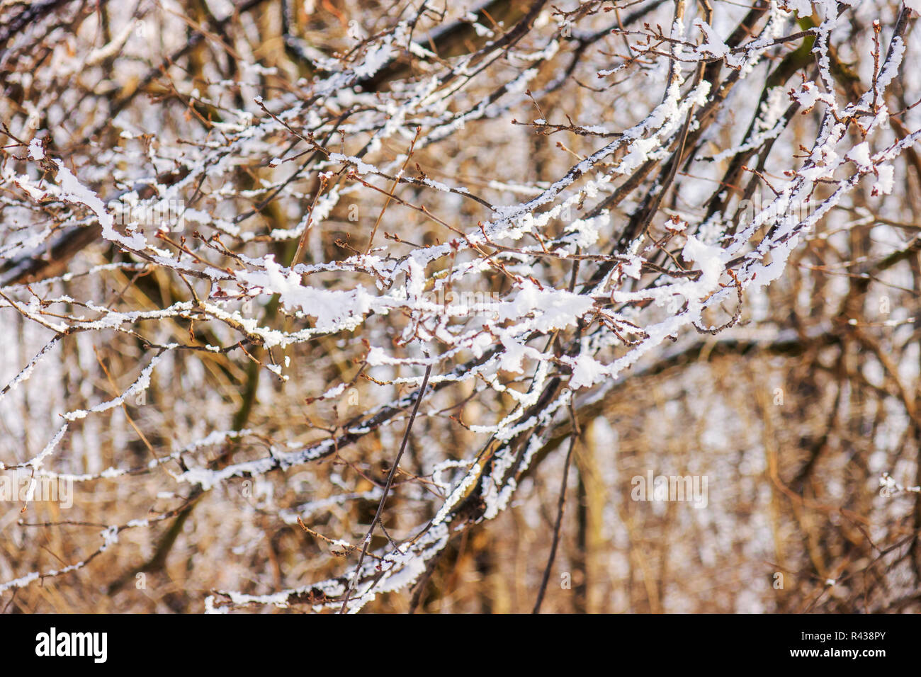 Branches of an evergreen tree covered with snow and ice Stock Photo - Alamy
