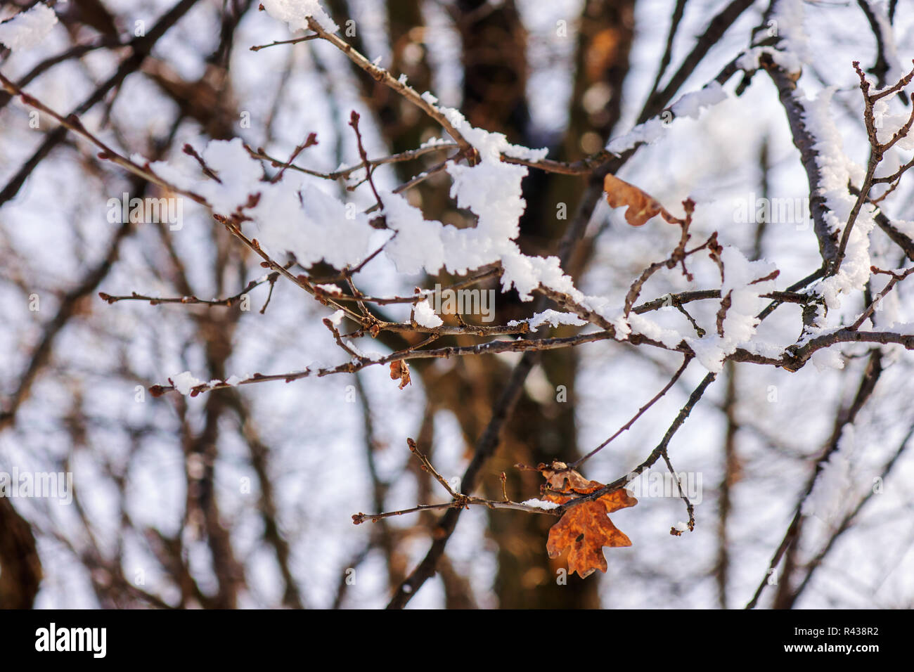 Branches of an evergreen tree covered with snow and ice Stock Photo - Alamy