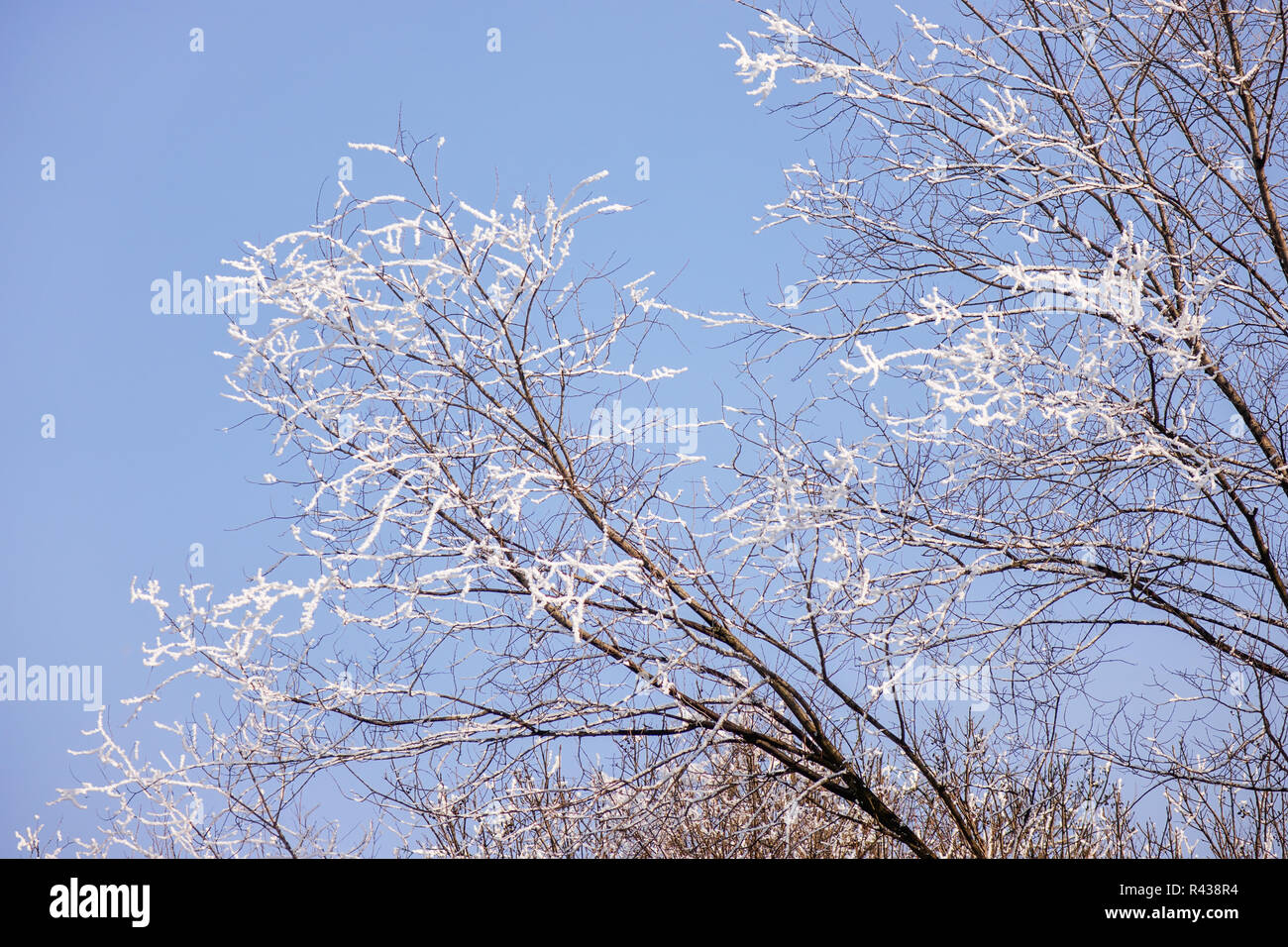 Branches of an evergreen tree covered with snow and ice Stock Photo - Alamy