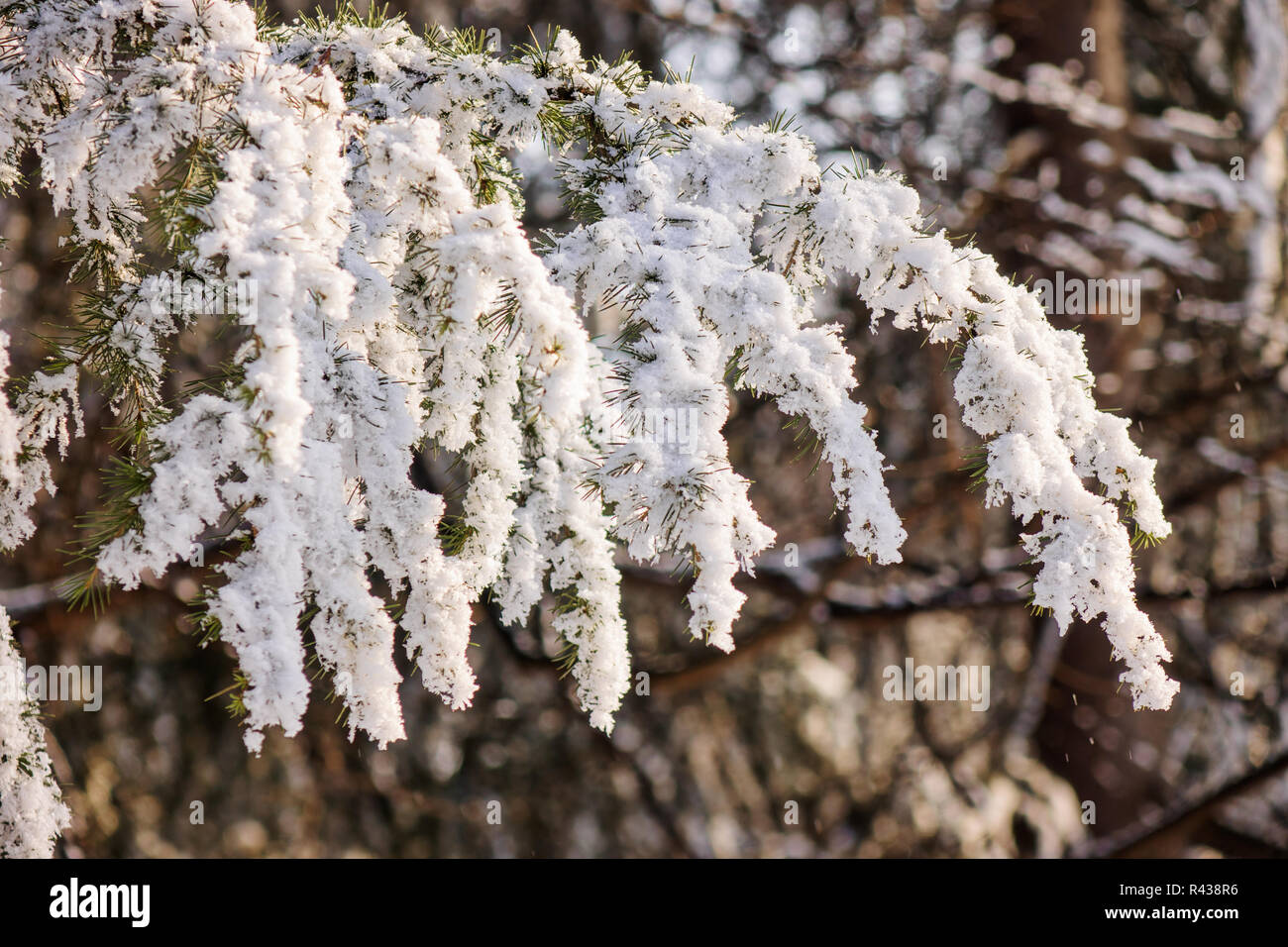 Branches of an evergreen tree covered with snow and ice Stock Photo - Alamy