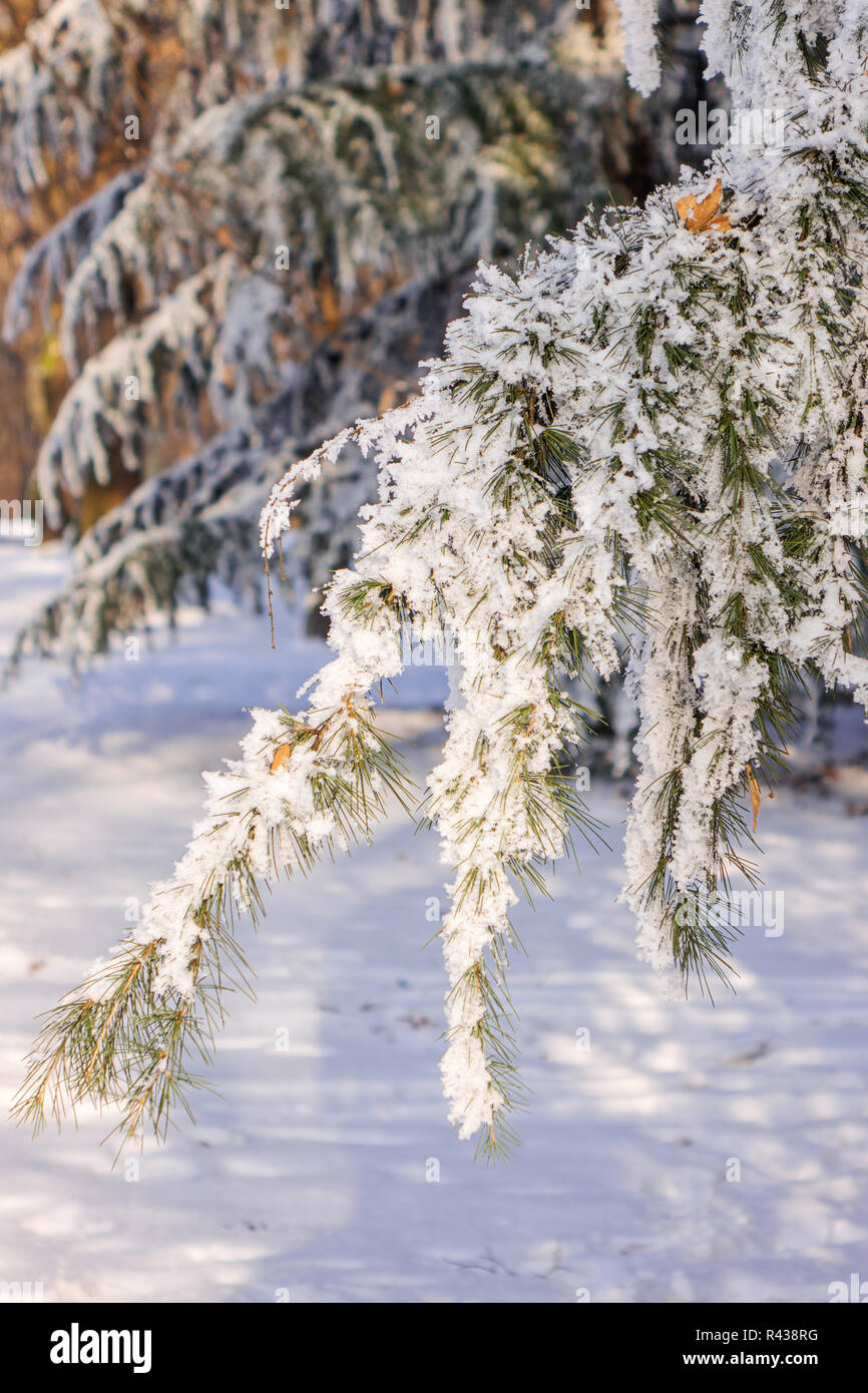 Branches of an evergreen tree covered with snow and ice Stock Photo - Alamy
