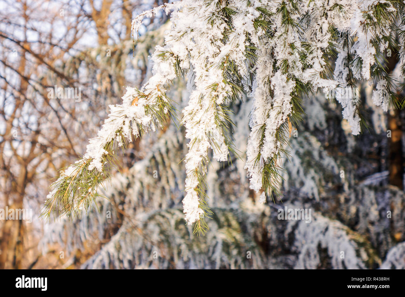 Branches of an evergreen tree covered with snow and ice Stock Photo - Alamy