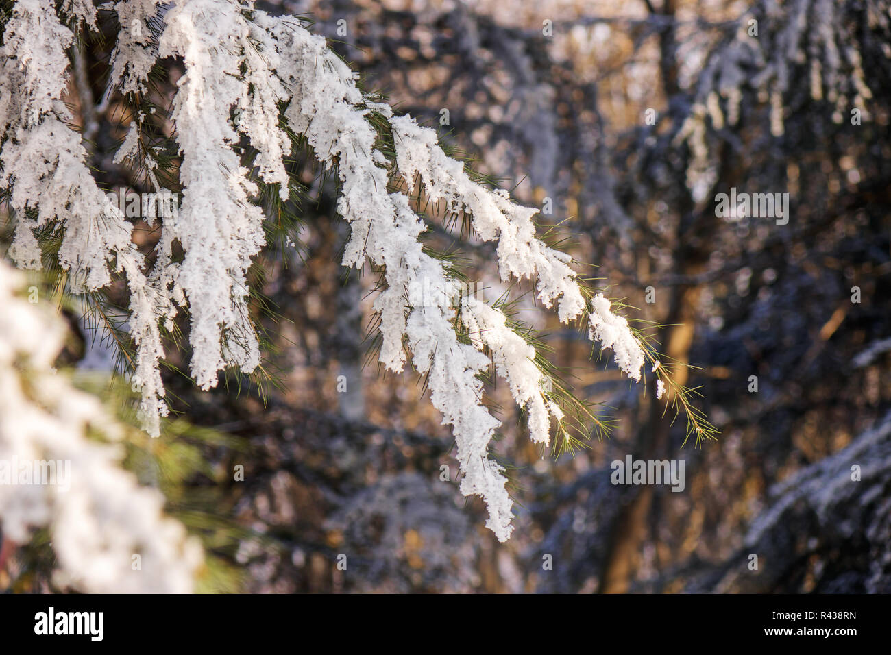 Branches of an evergreen tree covered with snow and ice Stock Photo - Alamy