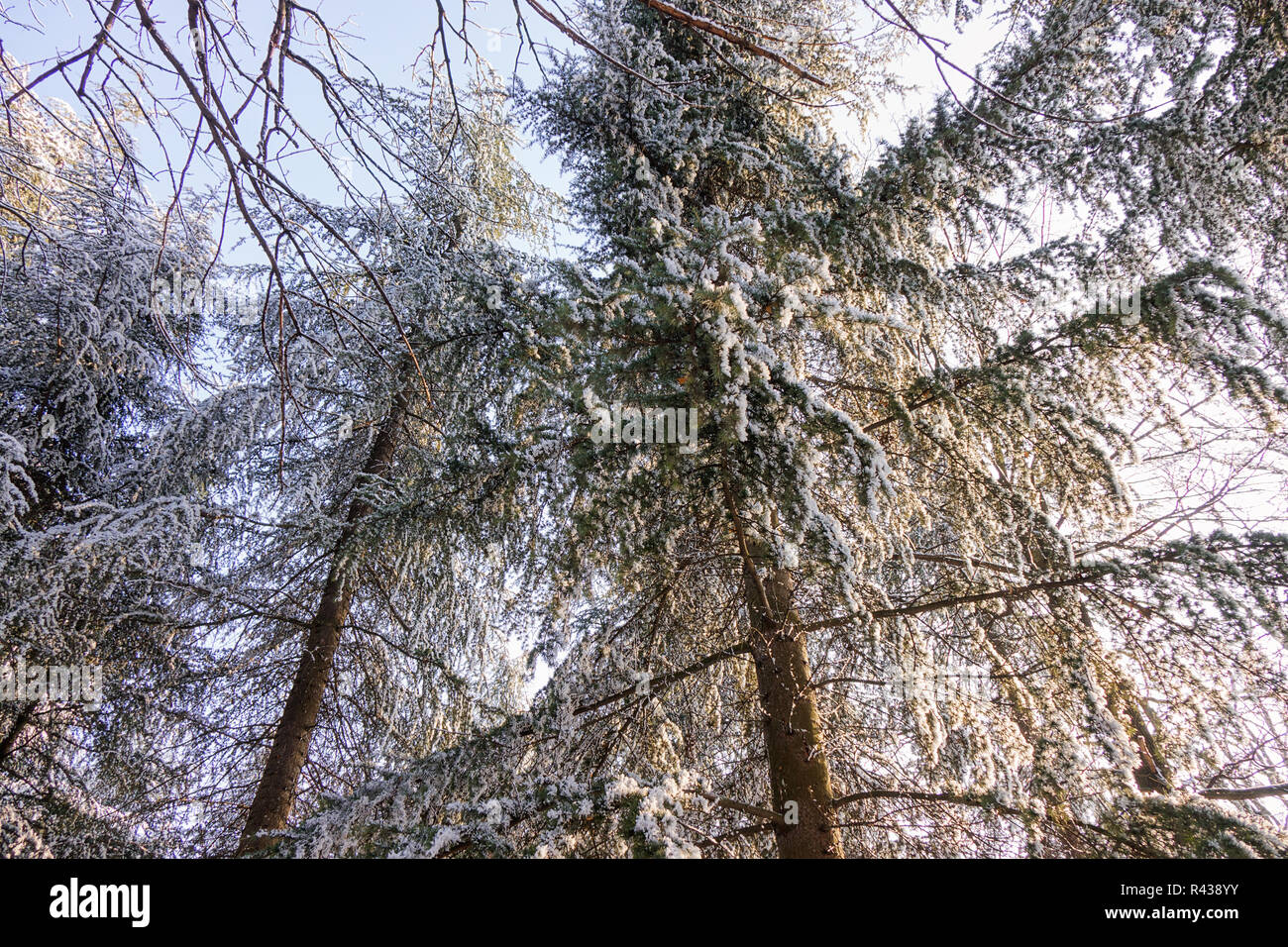 Branches of an evergreen tree covered with snow and ice Stock Photo - Alamy