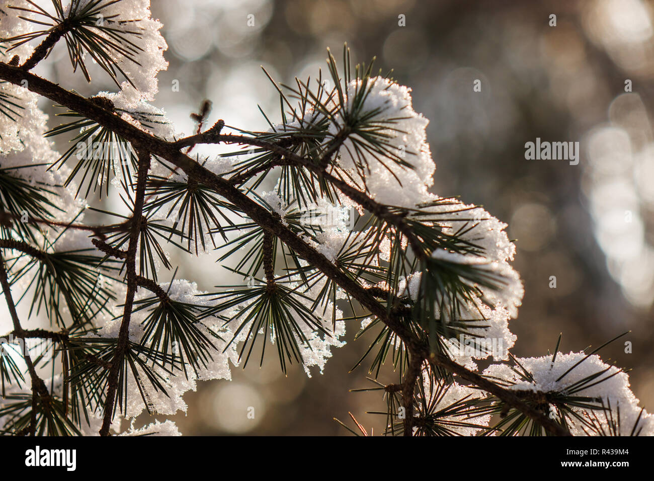 Branches of an evergreen tree covered with snow and ice Stock Photo - Alamy