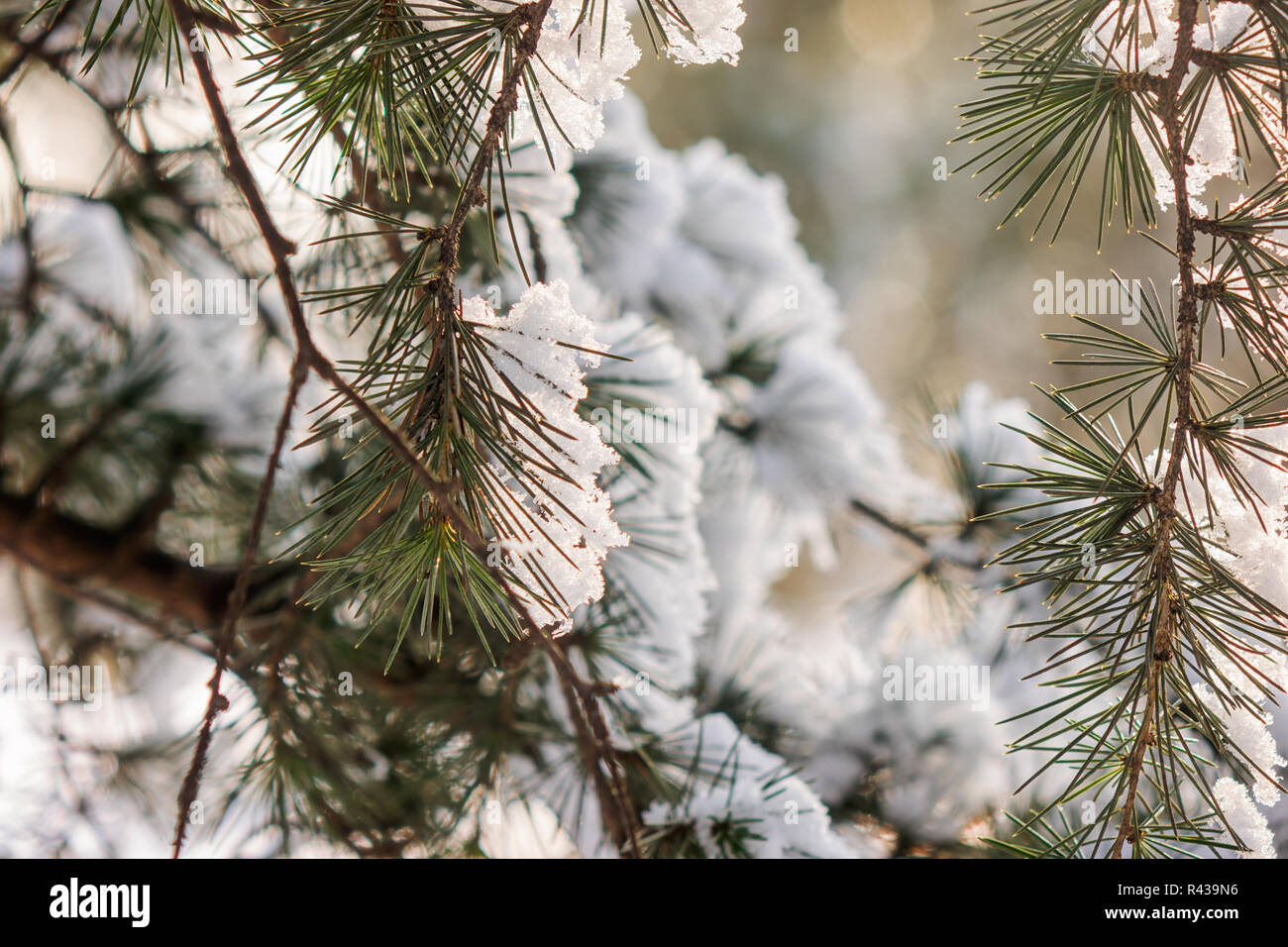 Branches of an evergreen tree covered with snow and ice Stock Photo - Alamy