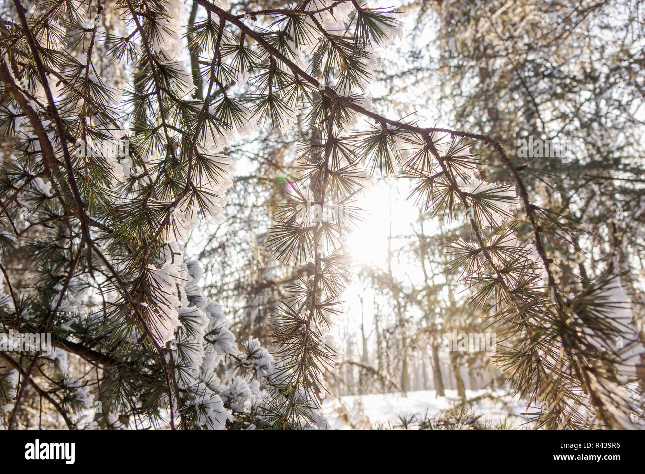 Branches of an evergreen tree covered with snow and ice Stock Photo - Alamy