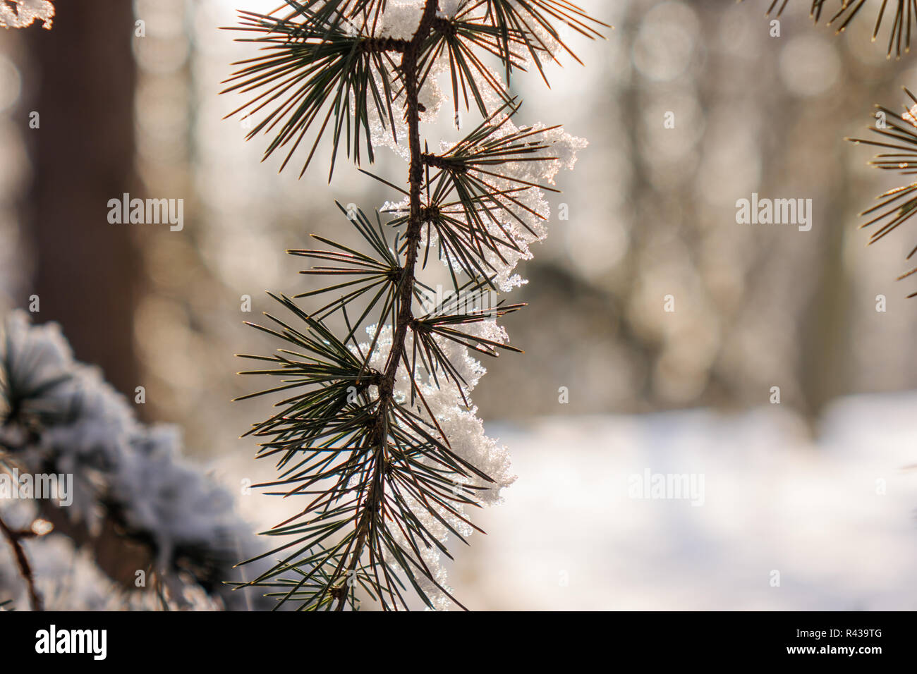 Branches of an evergreen tree covered with snow and ice Stock Photo - Alamy