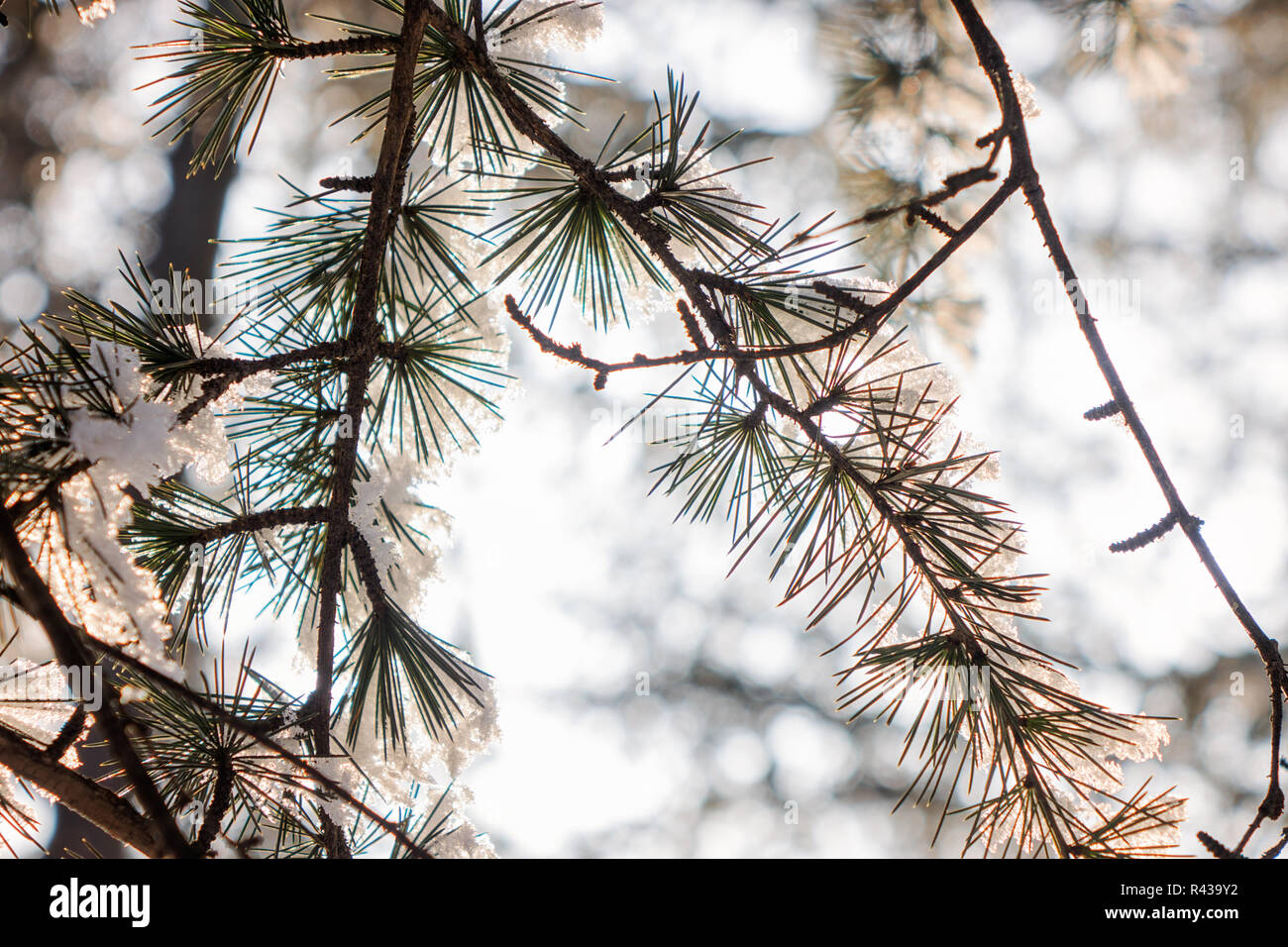 Branches of an evergreen tree covered with snow and ice Stock Photo - Alamy