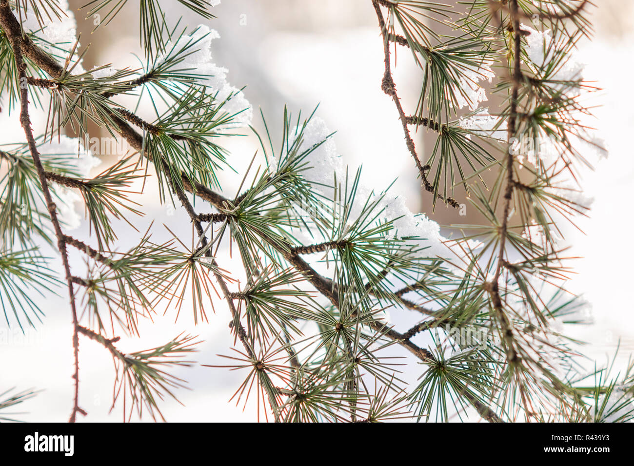 Branches of an evergreen tree covered with snow and ice Stock Photo - Alamy