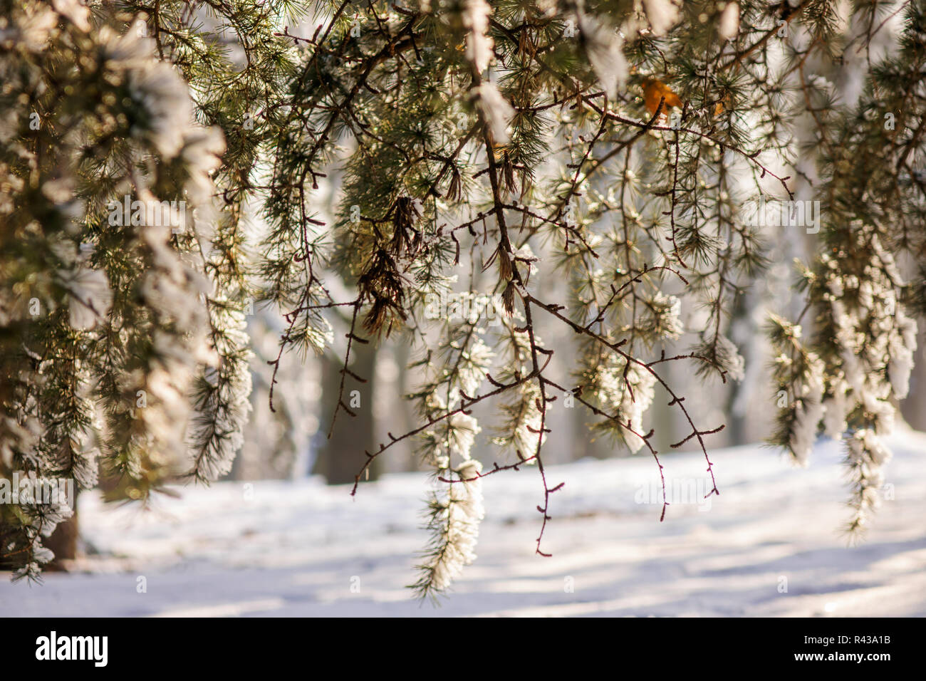 Branches of an evergreen tree covered with snow and ice Stock Photo - Alamy