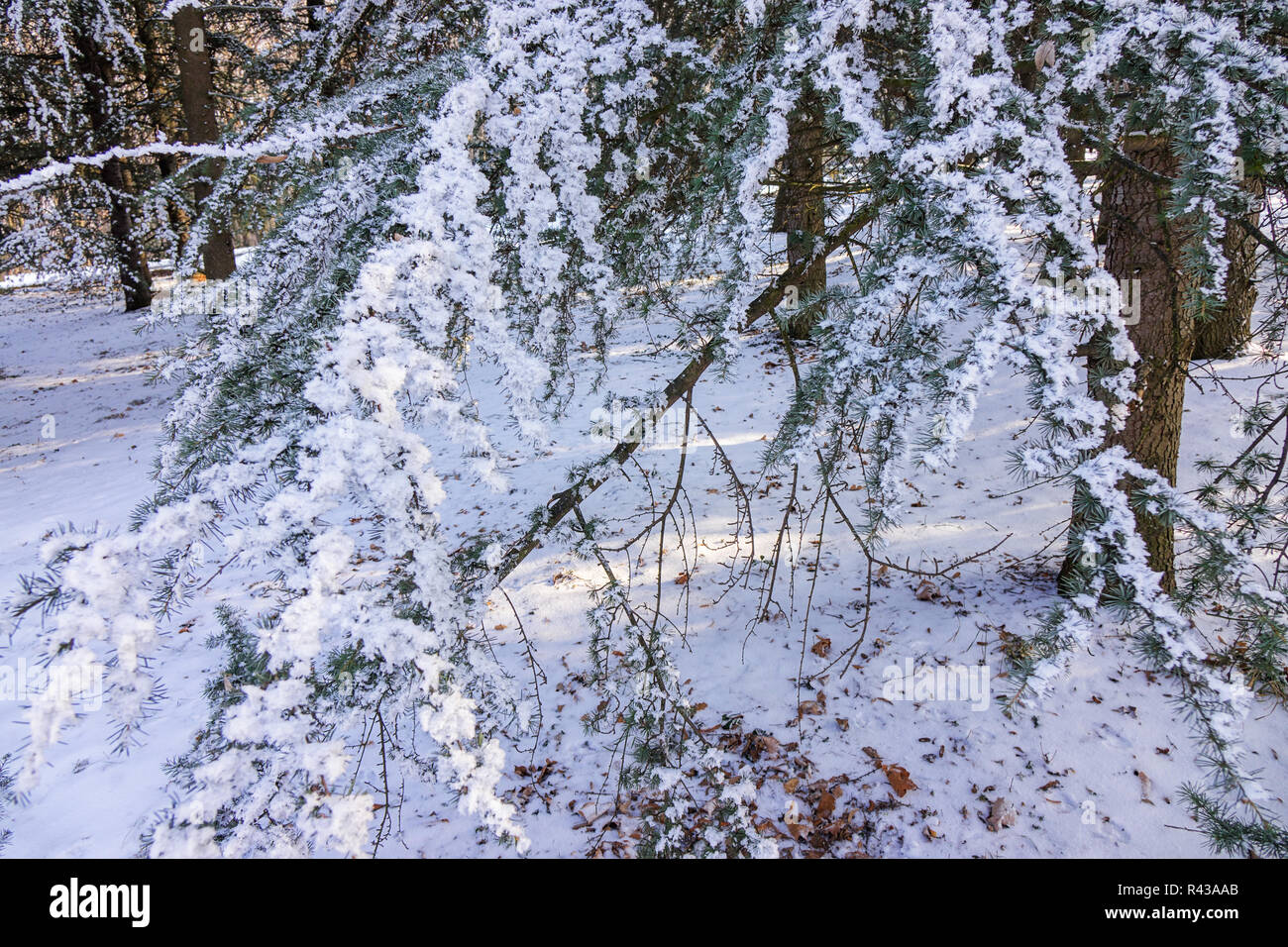 Branches of an evergreen tree covered with snow and ice Stock Photo - Alamy