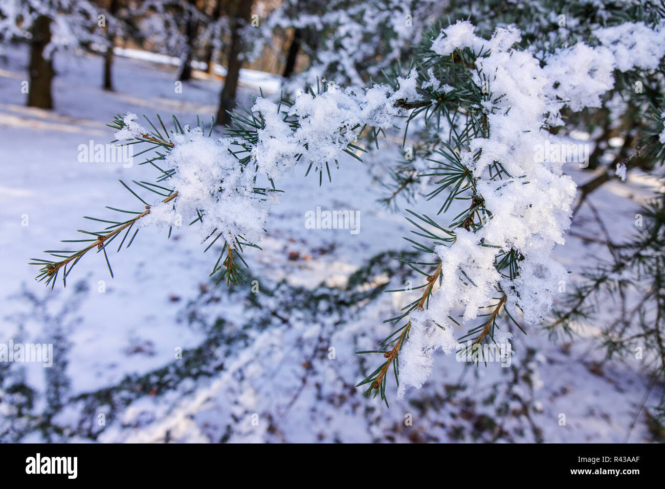 Branches of an evergreen tree covered with snow and ice Stock Photo - Alamy