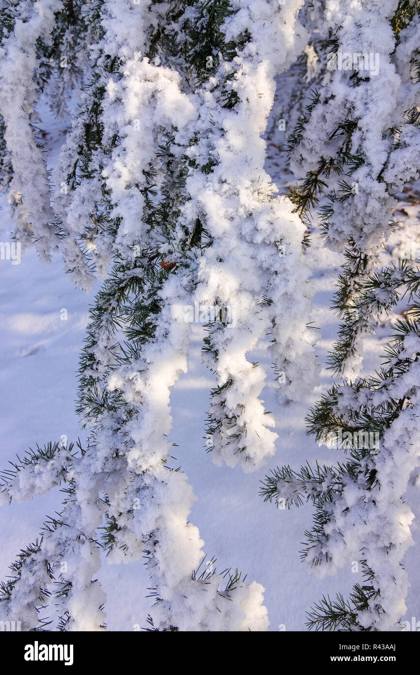 Branches of an evergreen tree covered with snow and ice Stock Photo - Alamy