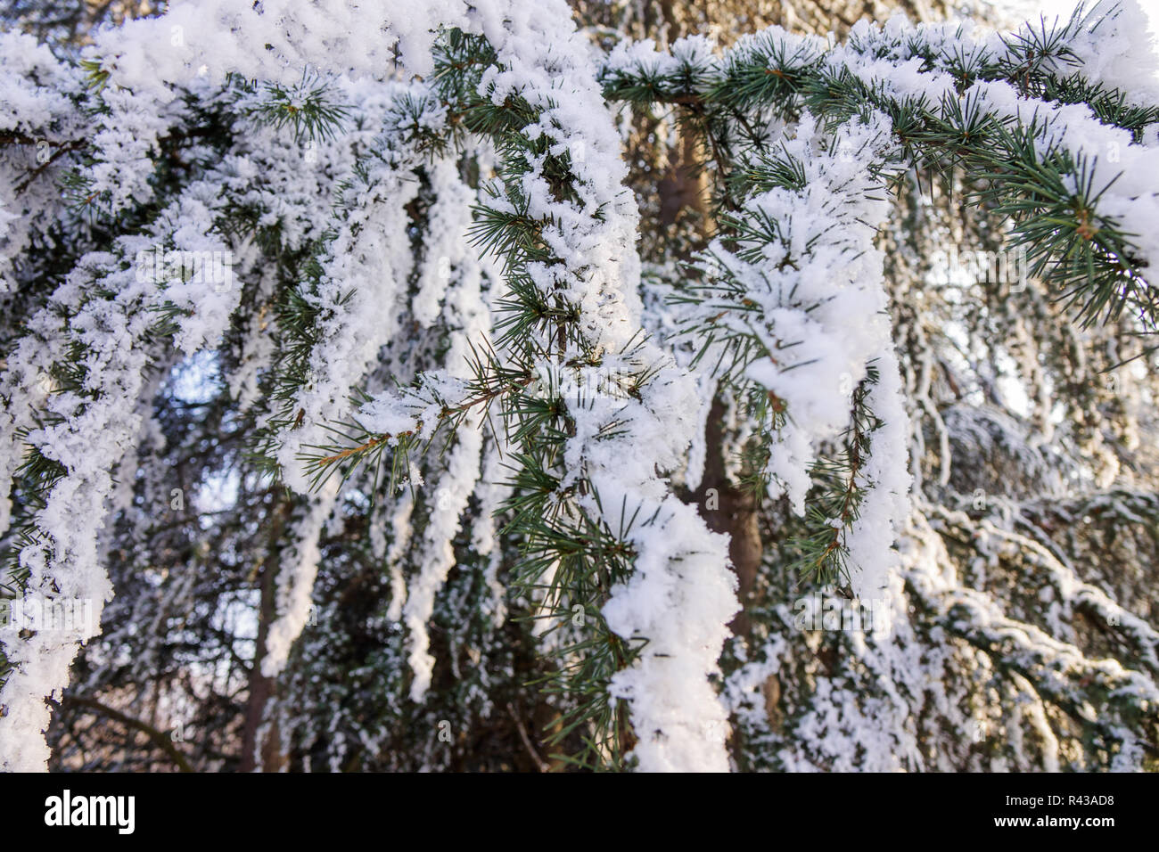 Branches of an evergreen tree covered with snow and ice Stock Photo - Alamy