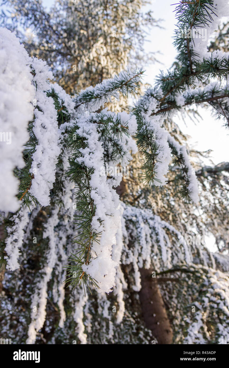 Branches of an evergreen tree covered with snow and ice Stock Photo - Alamy