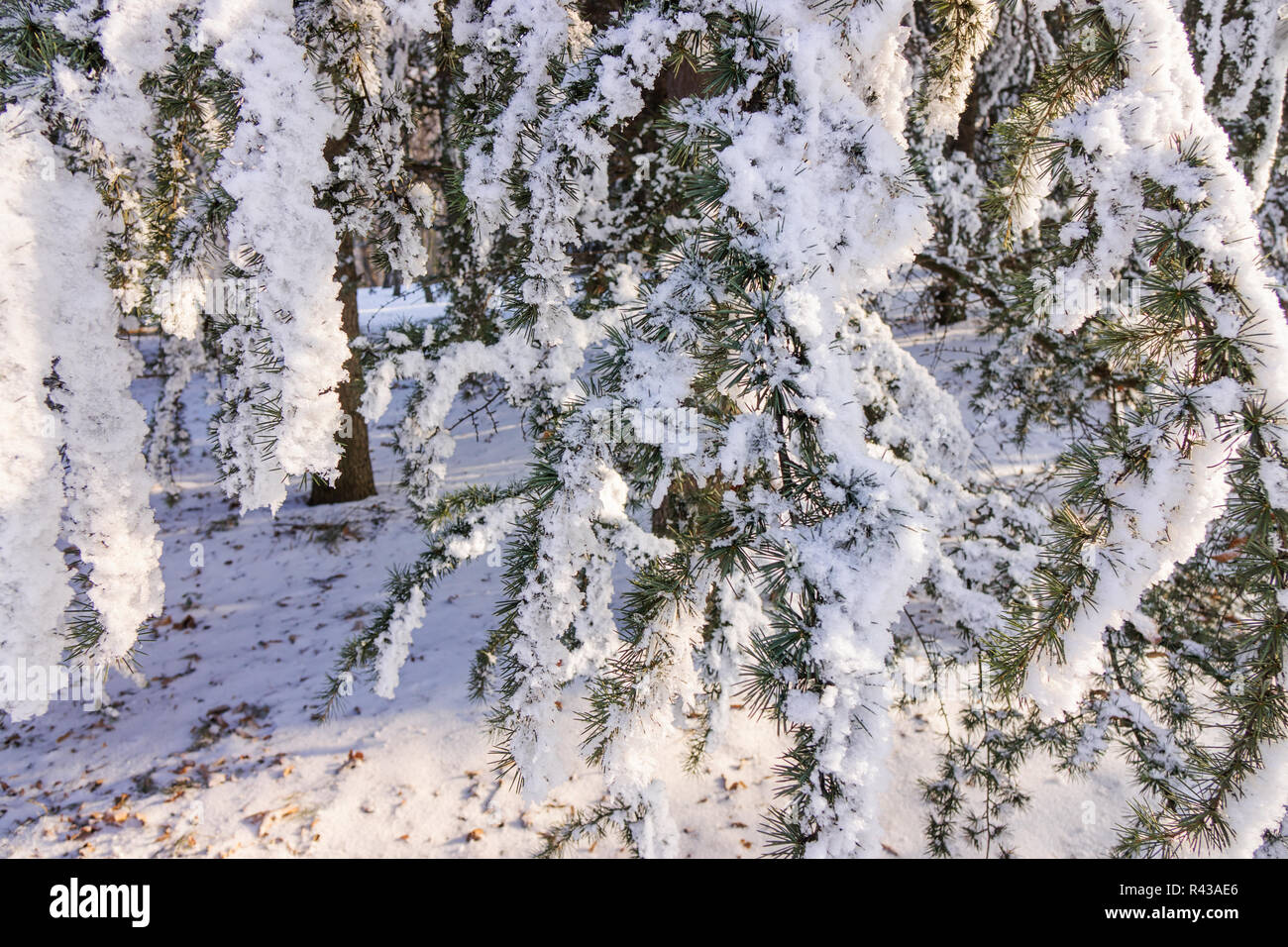 Branches of an evergreen tree covered with snow and ice Stock Photo - Alamy