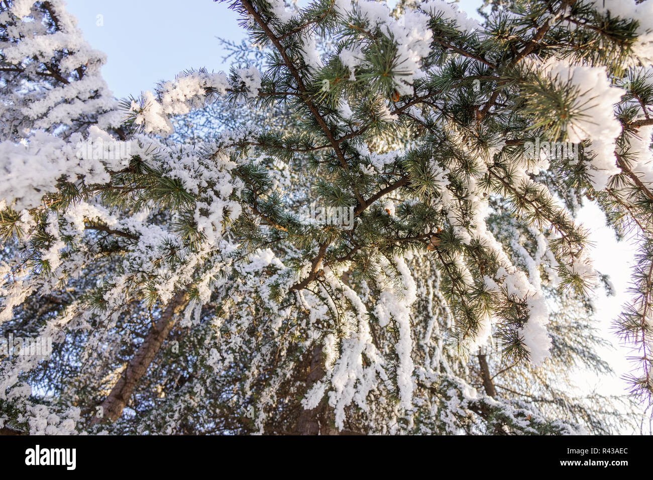 Branches of an evergreen tree covered with snow and ice Stock Photo - Alamy