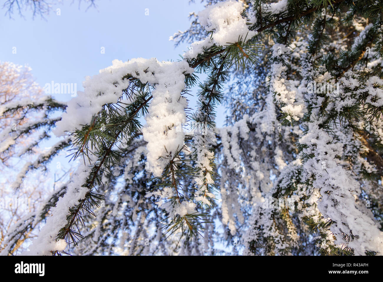 Branches of an evergreen tree covered with snow and ice Stock Photo - Alamy