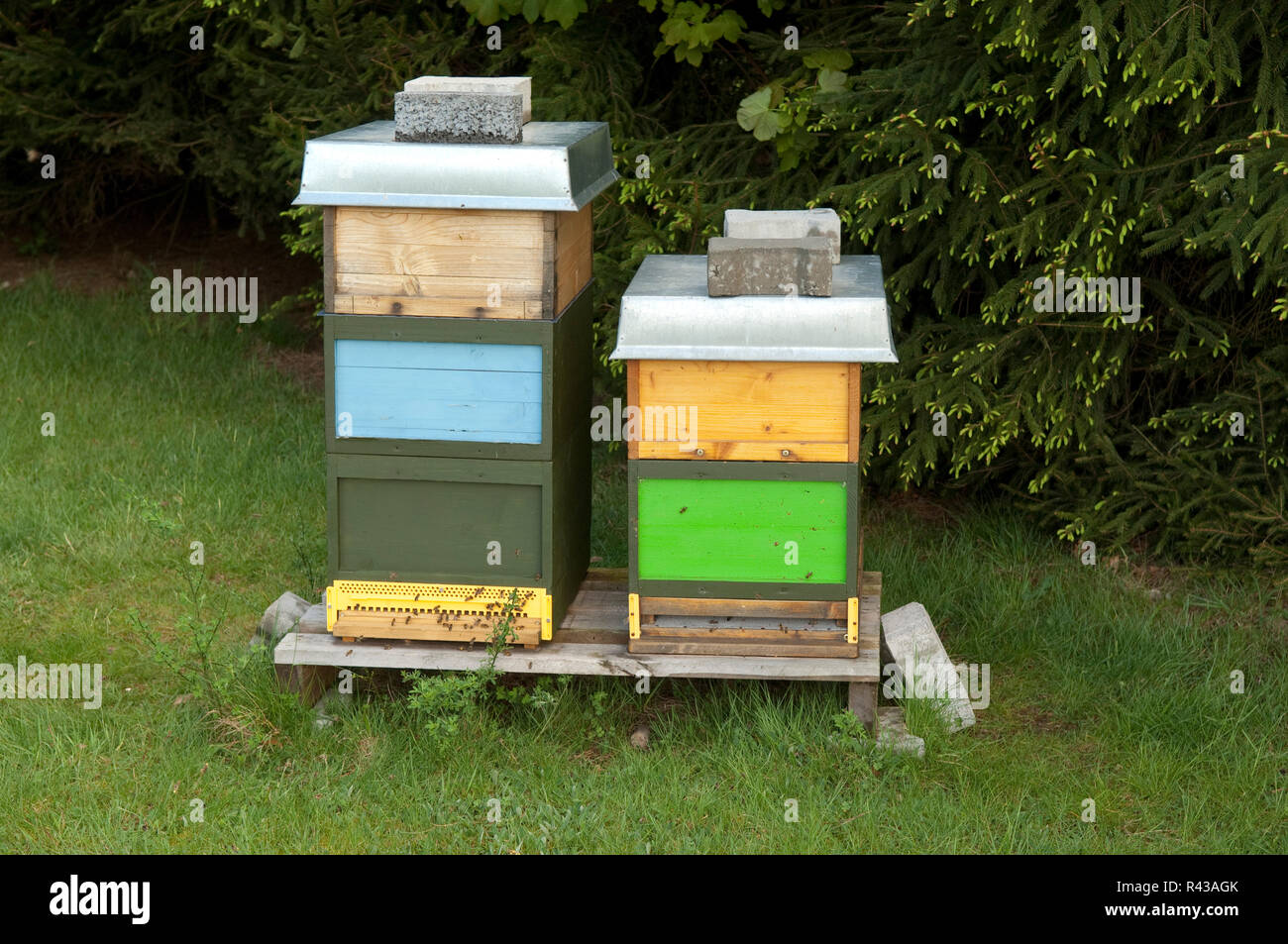hive,honey box Stock Photo