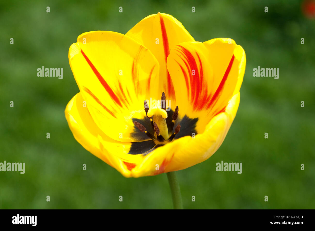 tulip,tulpenbluete Stock Photo
