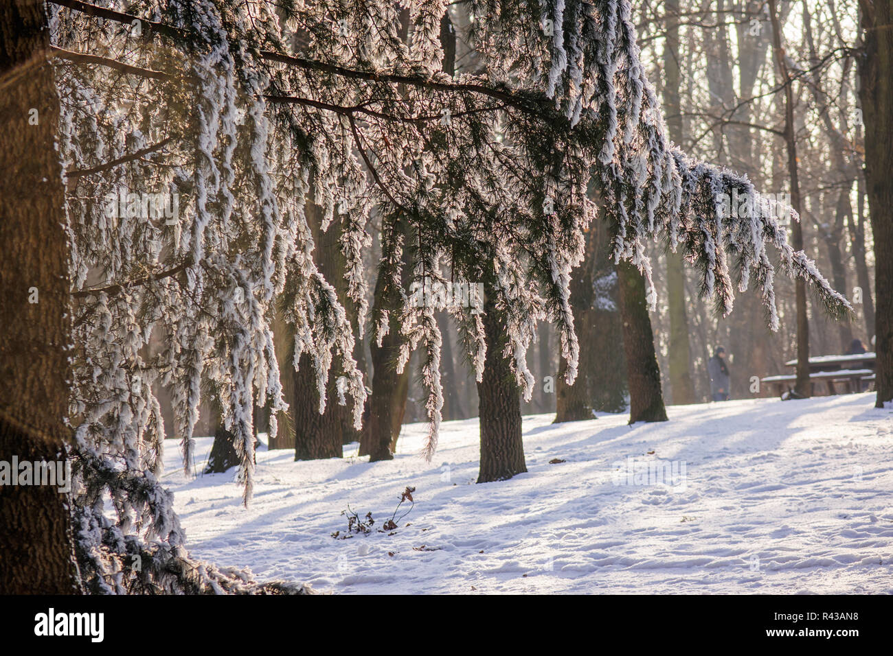 Branches of an evergreen tree covered with snow and ice Stock Photo - Alamy