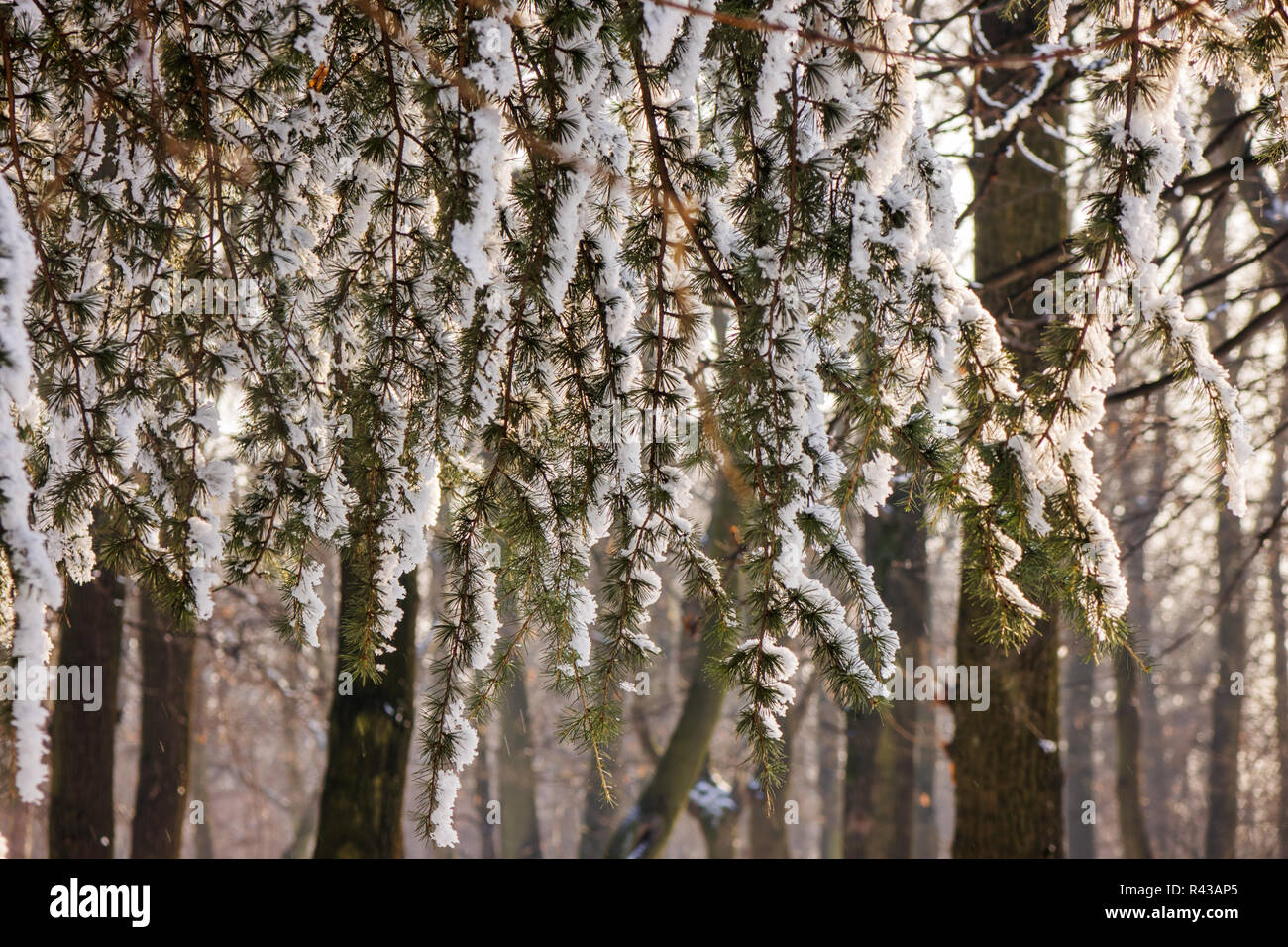 Branches of an evergreen tree covered with snow and ice Stock Photo - Alamy