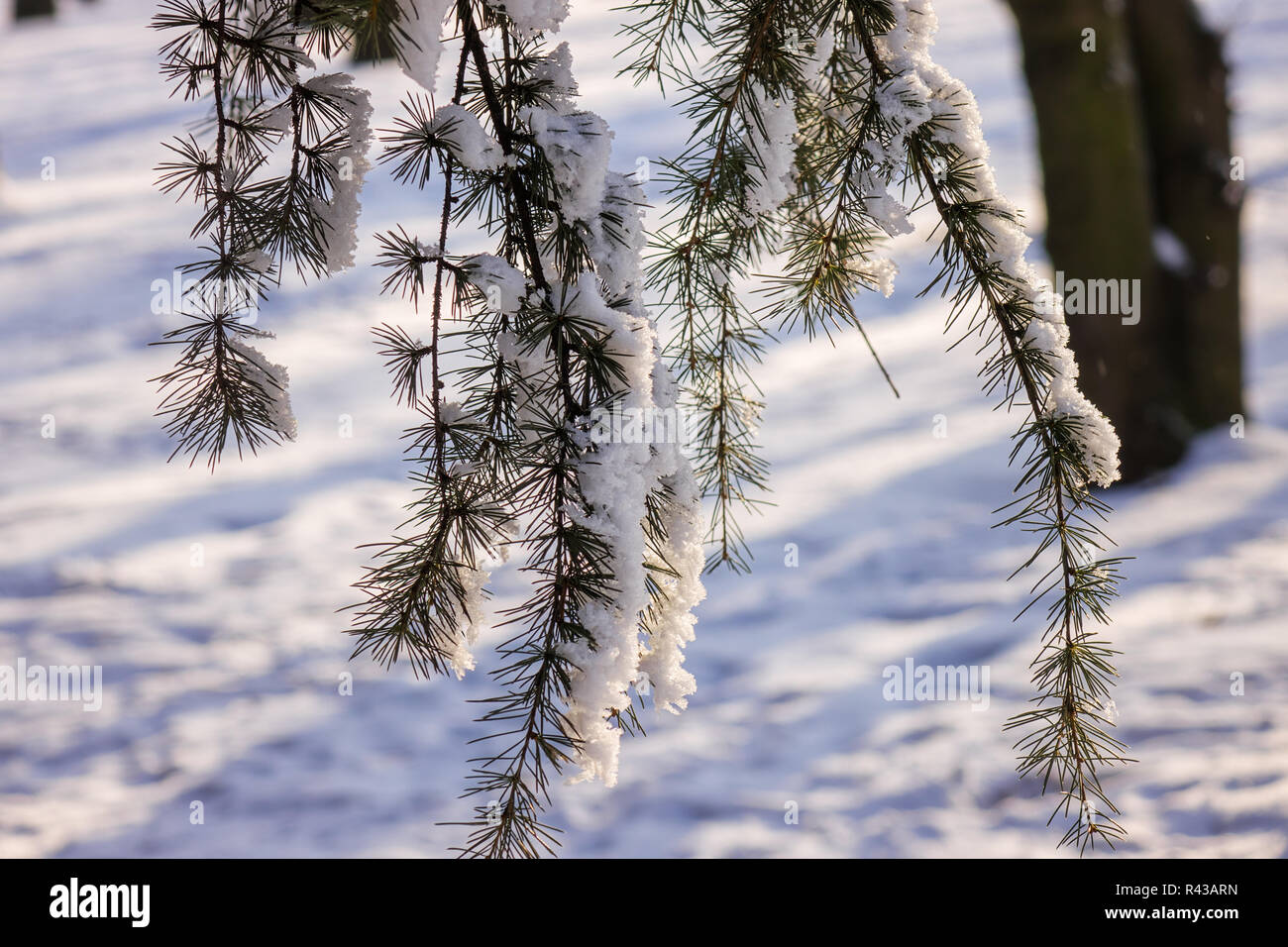 Branches of an evergreen tree covered with snow and ice Stock Photo - Alamy