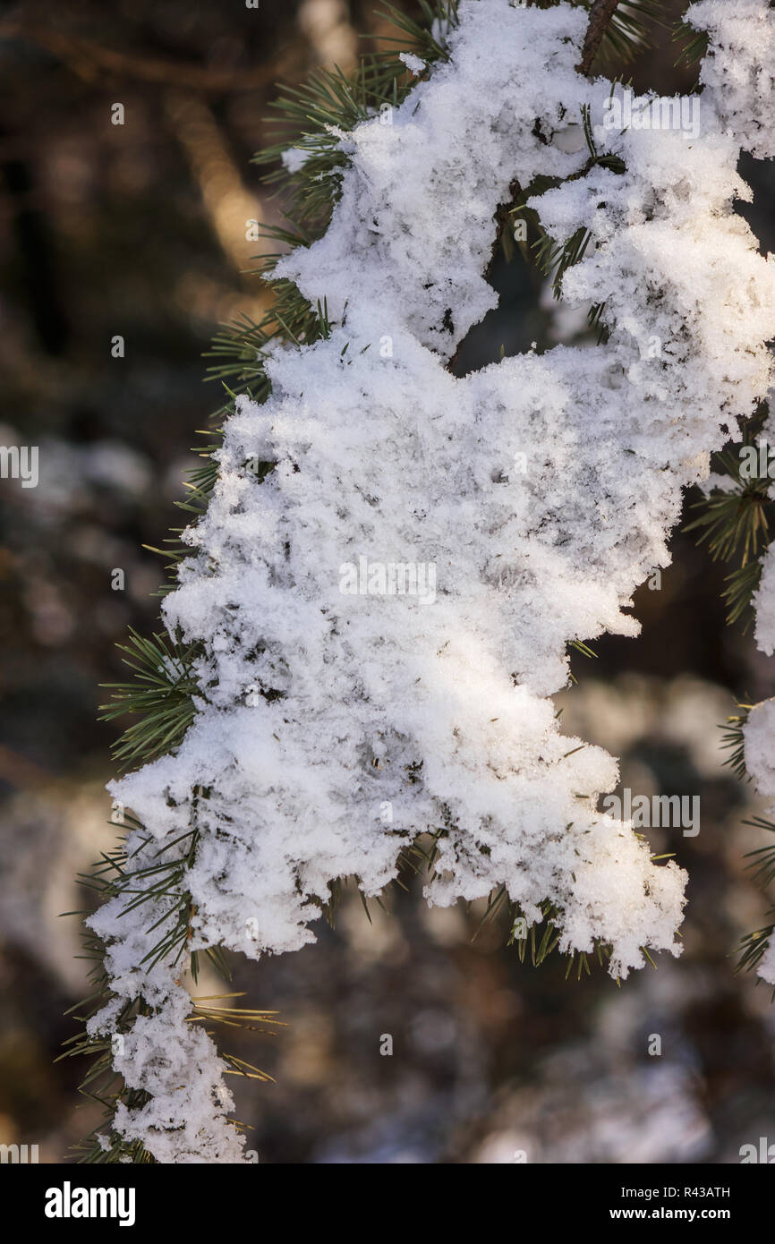 Branches of an evergreen tree covered with snow and ice Stock Photo - Alamy