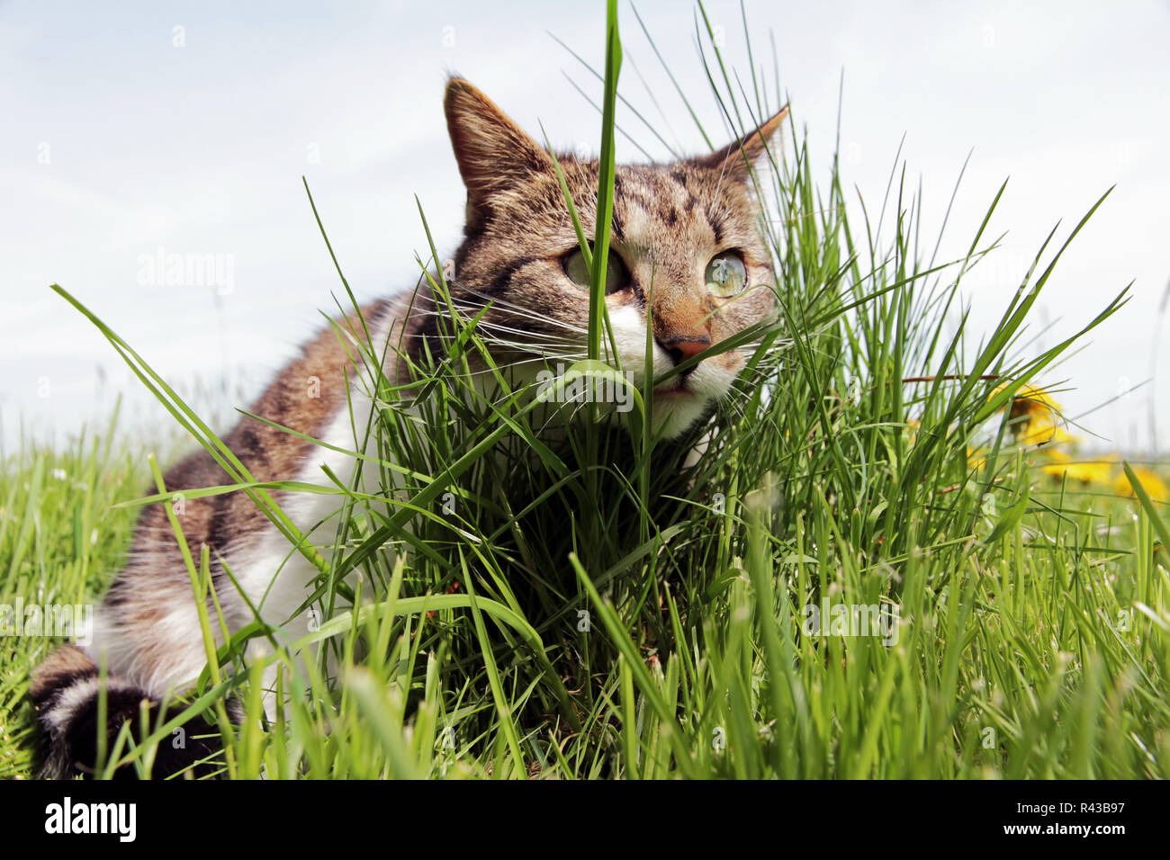 a little cat hiding behind the grass Stock Photo