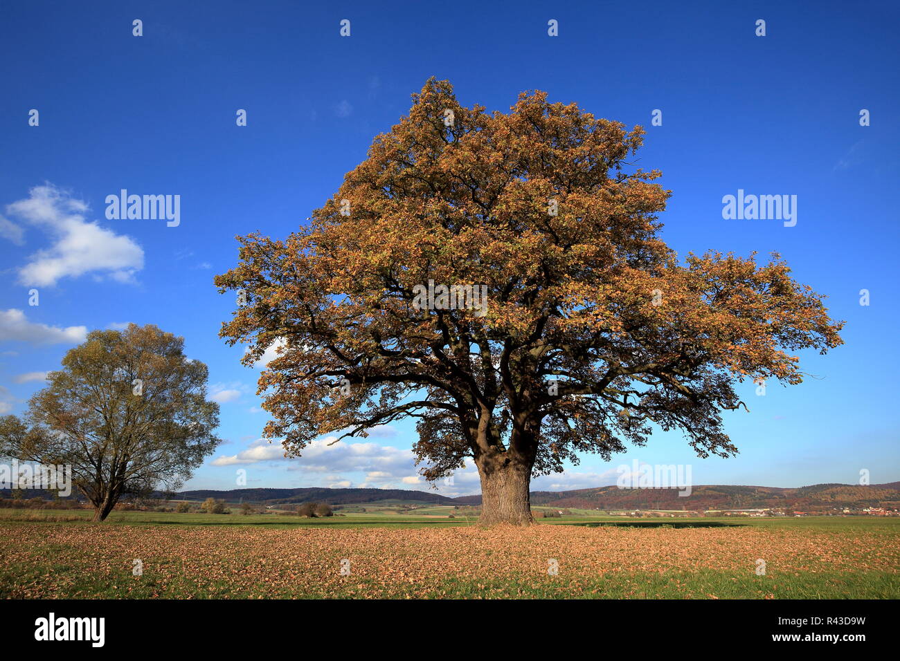 old oak tree in golden autumn Stock Photo - Alamy