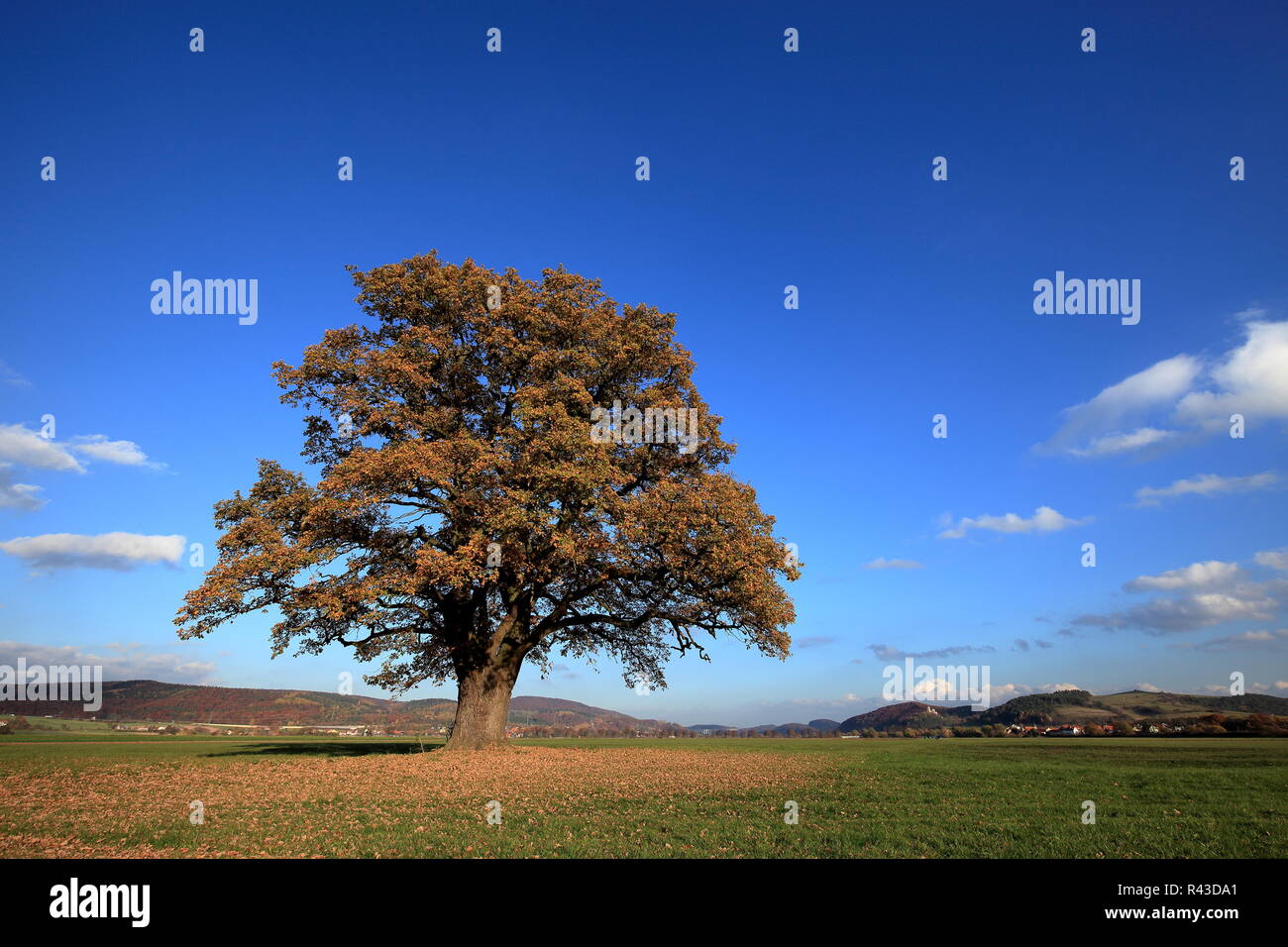 old oak tree in golden autumn Stock Photo - Alamy