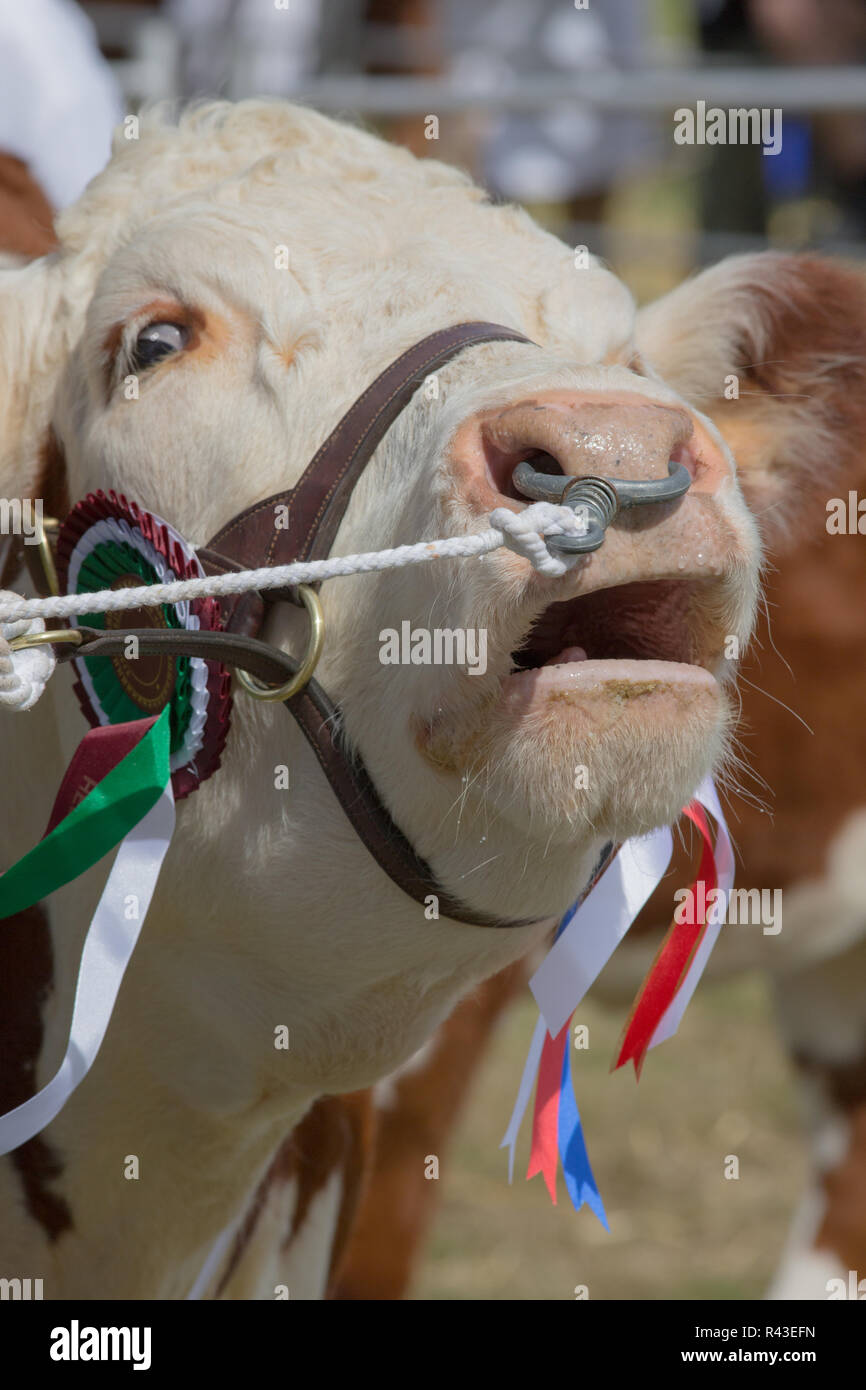 Hereford bull, bellowing. Awarded championship status, shown by colourfull rosettes attached to halter, managed and presented in the show ring by the use of a nose ring and halter. Stock Photo