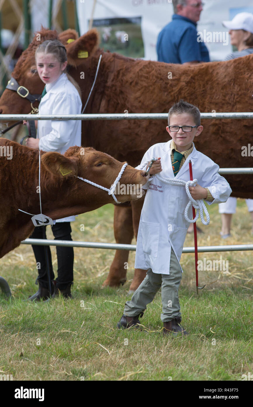 Young Handler’s Class, Cattle​ livestock, entrants waiting their turn to present animals to the judge. Aylsham, annual agricultural show, August Bank Holiday​ Monday. Stock Photo
