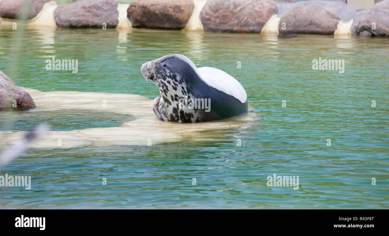 gray seal from the side Stock Photo