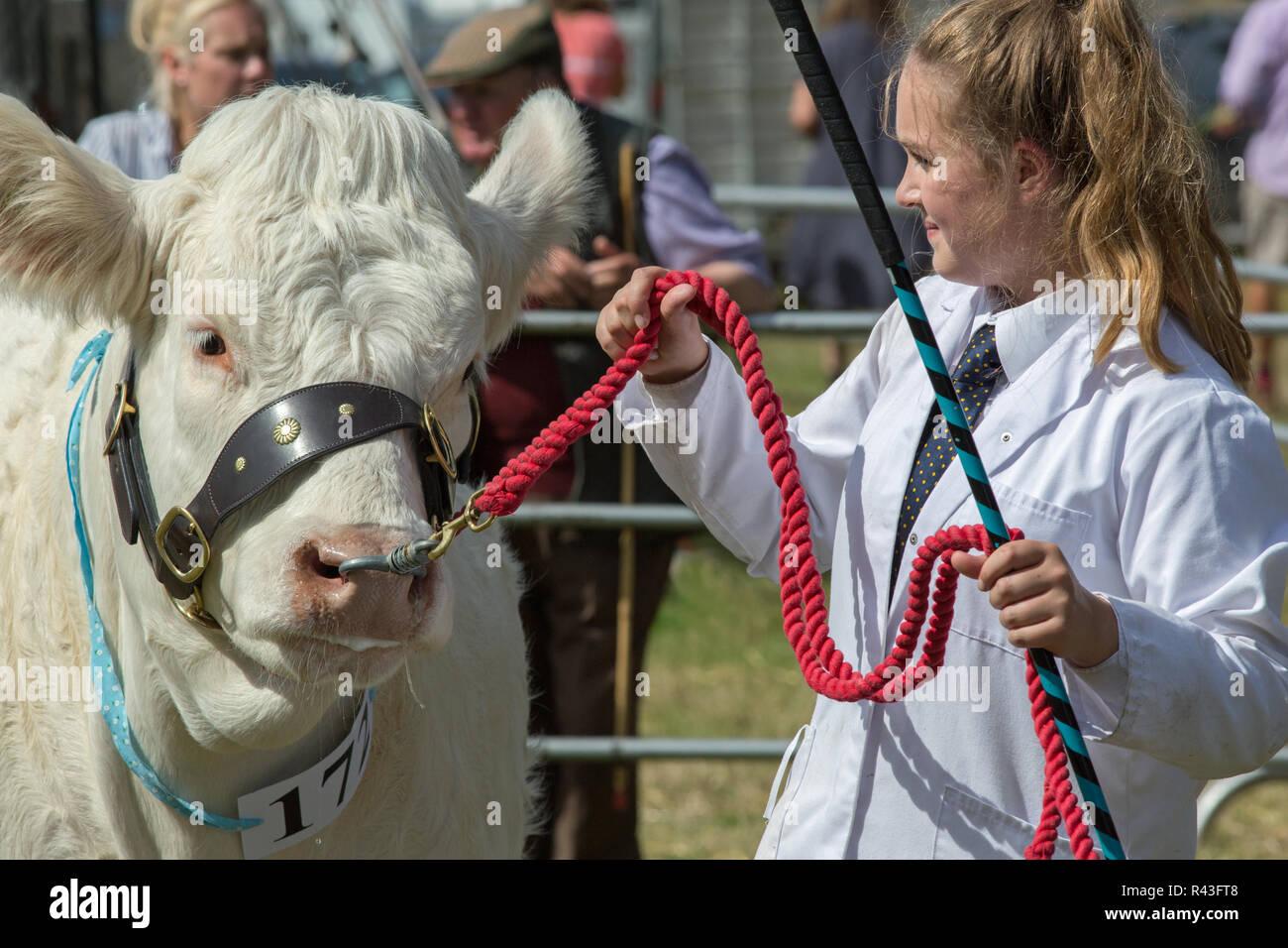 Charolais Cow, being led into the ring by a teenage female entrant, young handler’s class. Aylsham Agricultural Show. Norfolk. The UK. Summer, August Bank Holiday Monday. Stock Photo