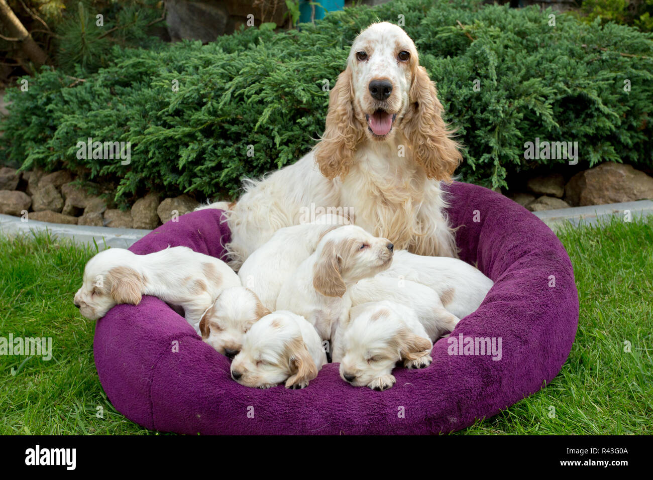 family of lying English Cocker Spaniel puppy Stock Photo