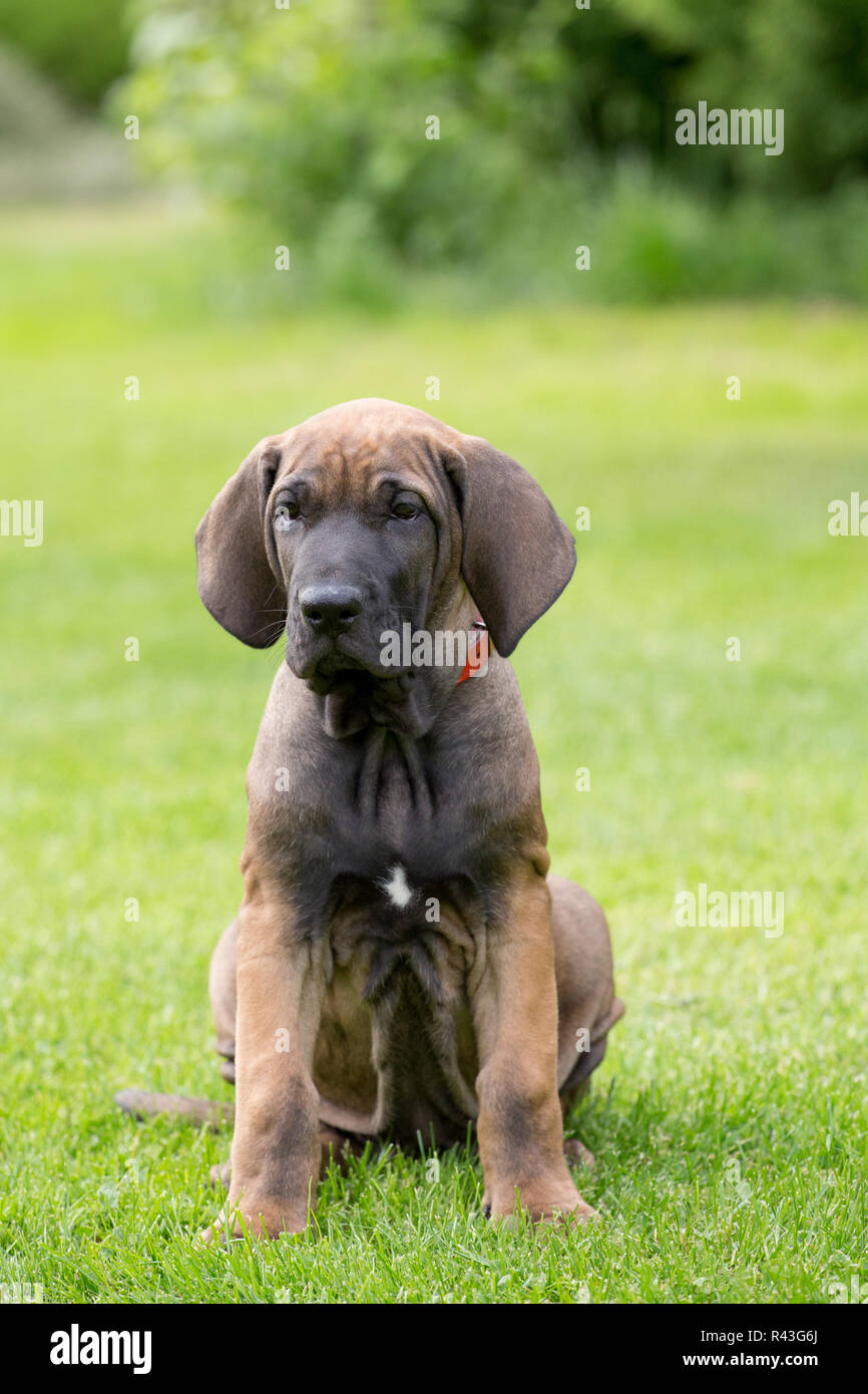young puppy of Fila Brasileiro (Brazilian Mastiff Stock Photo - Alamy