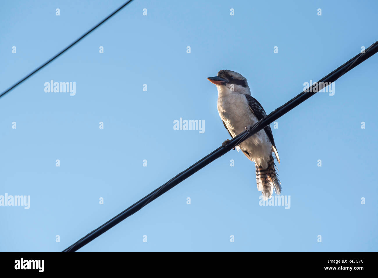 A Laughing Kookaburra (Dacelo novaeguineae) on an electrical wire is a native Australian