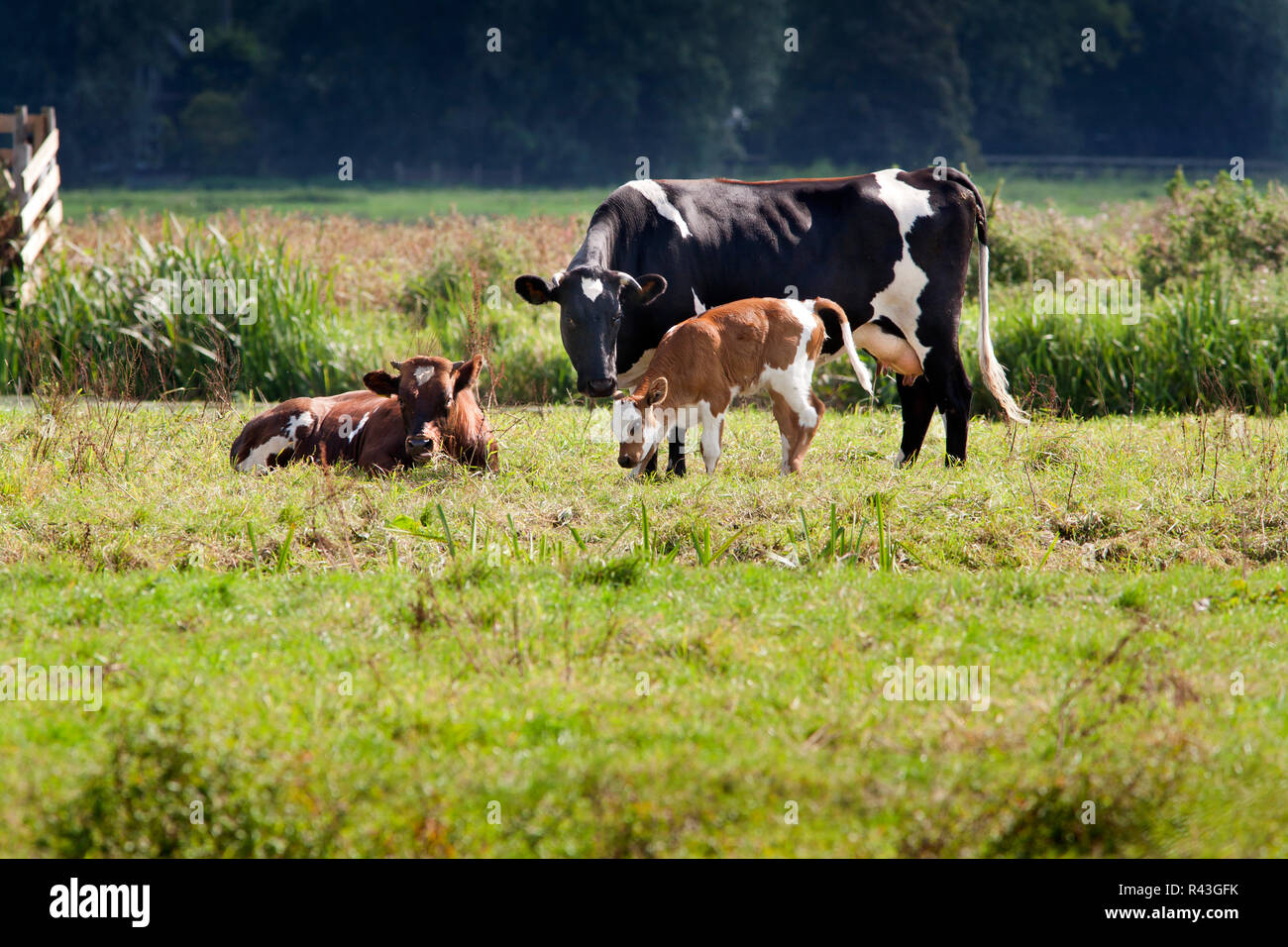 Cow and calf Stock Photo - Alamy