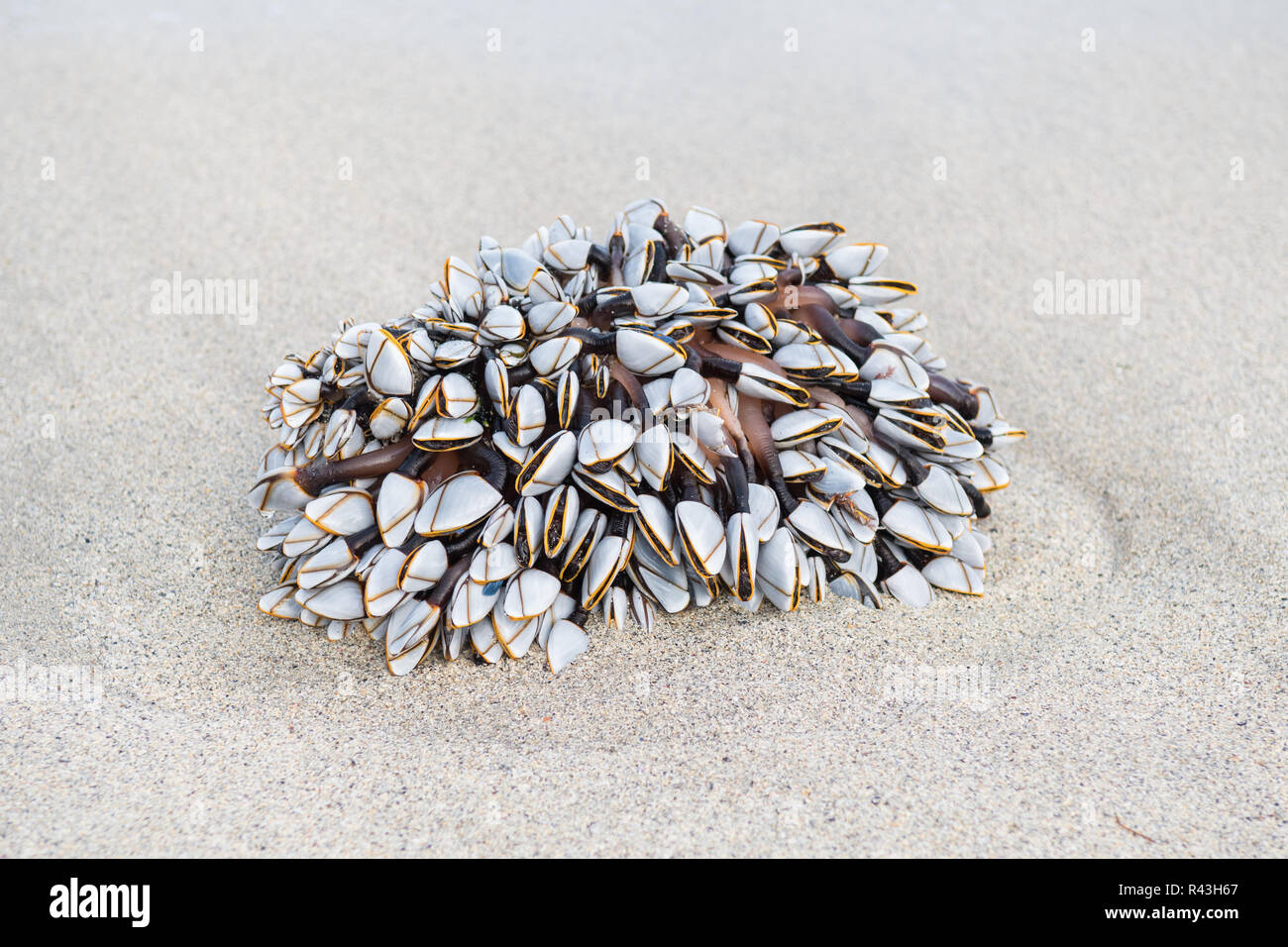 Gooseneck or goose barnacles - lepas anatifera - washed up on beach Stock Photo