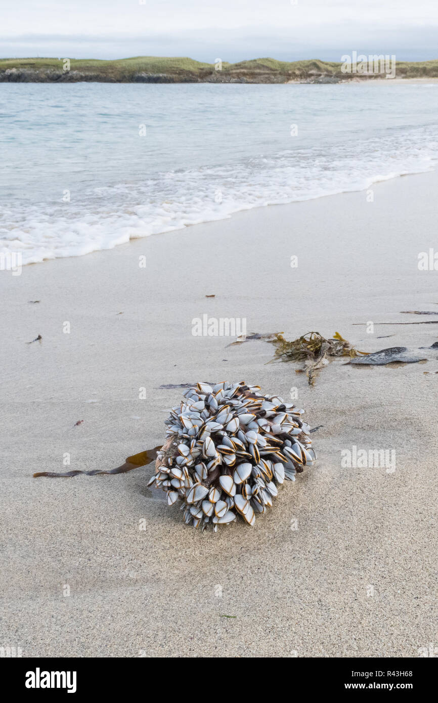Gooseneck or goose barnacles - lepas anatifera - washed up on beach - Breckon Sands, Yell, Shetland, Scotland, uk Stock Photo