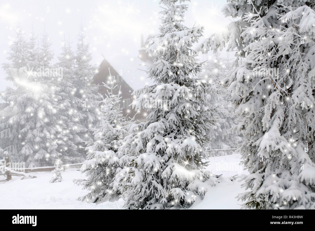 Frost covered pine trees in snow Stock Photo - Alamy