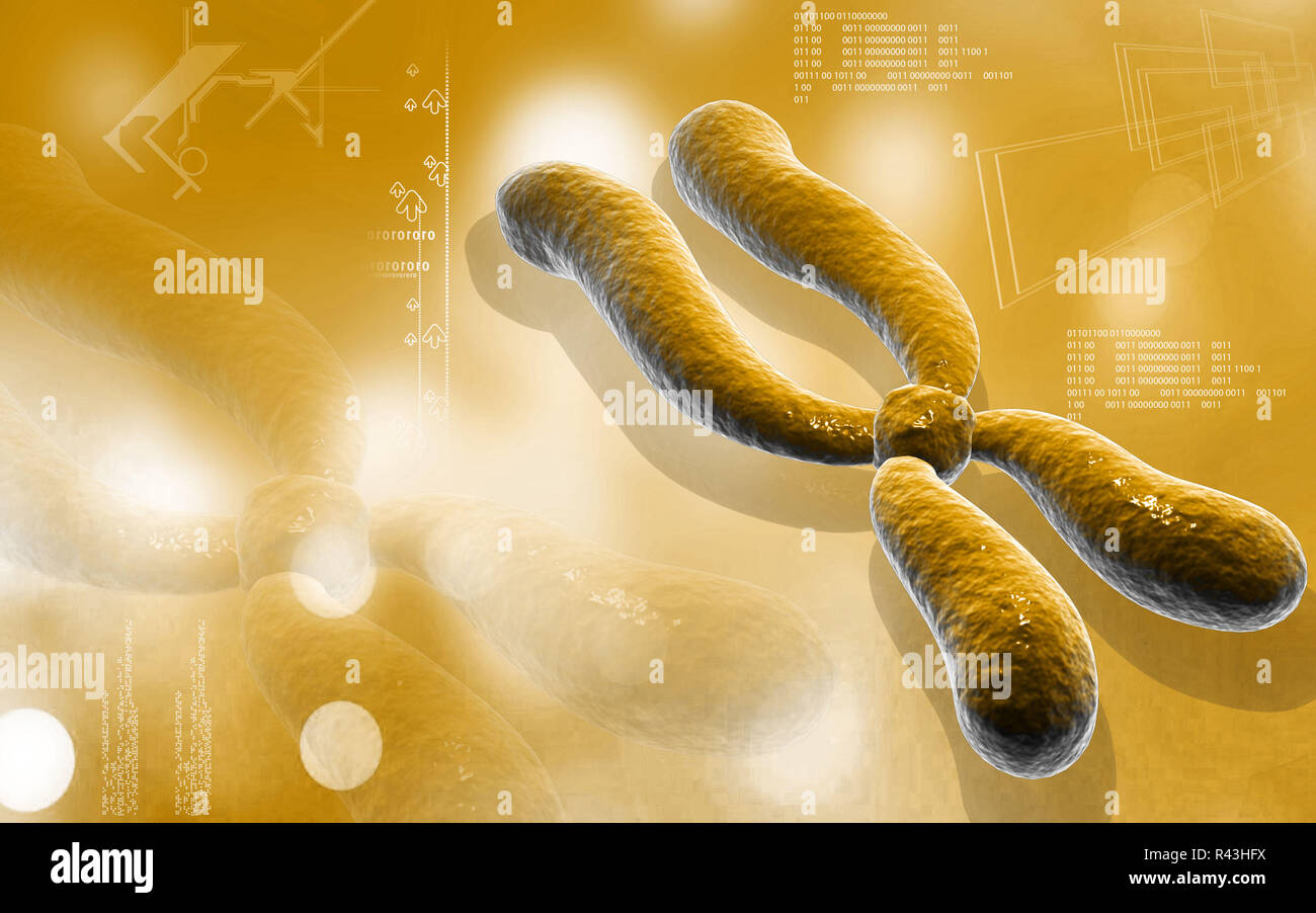 Human x and y chromosome hi-res stock photography and images - Alamy