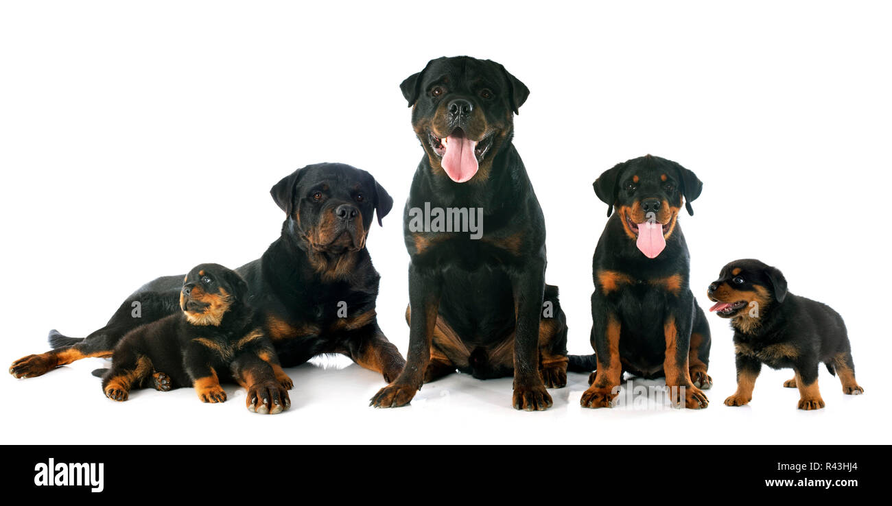 Rottweiler mom hi-res stock photography and images - Alamy
