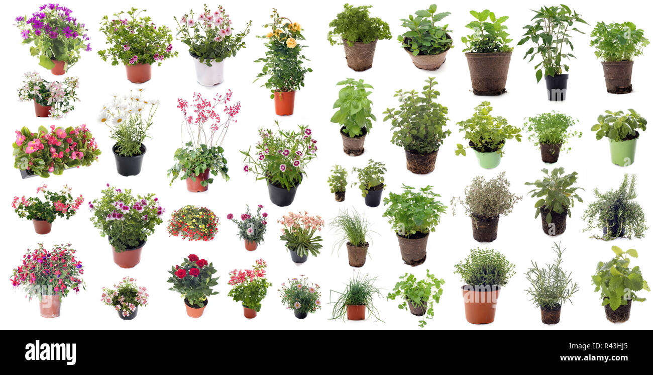 aromatic herbs and flower plants Stock Photo