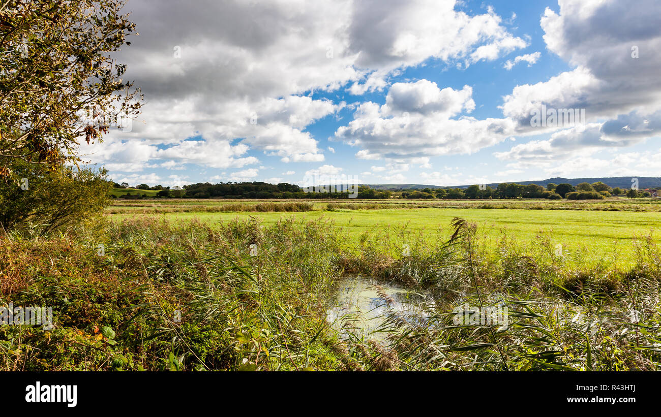 Wetland on the banks of the River Frome Dorset Engladn UK Europe Stock ...